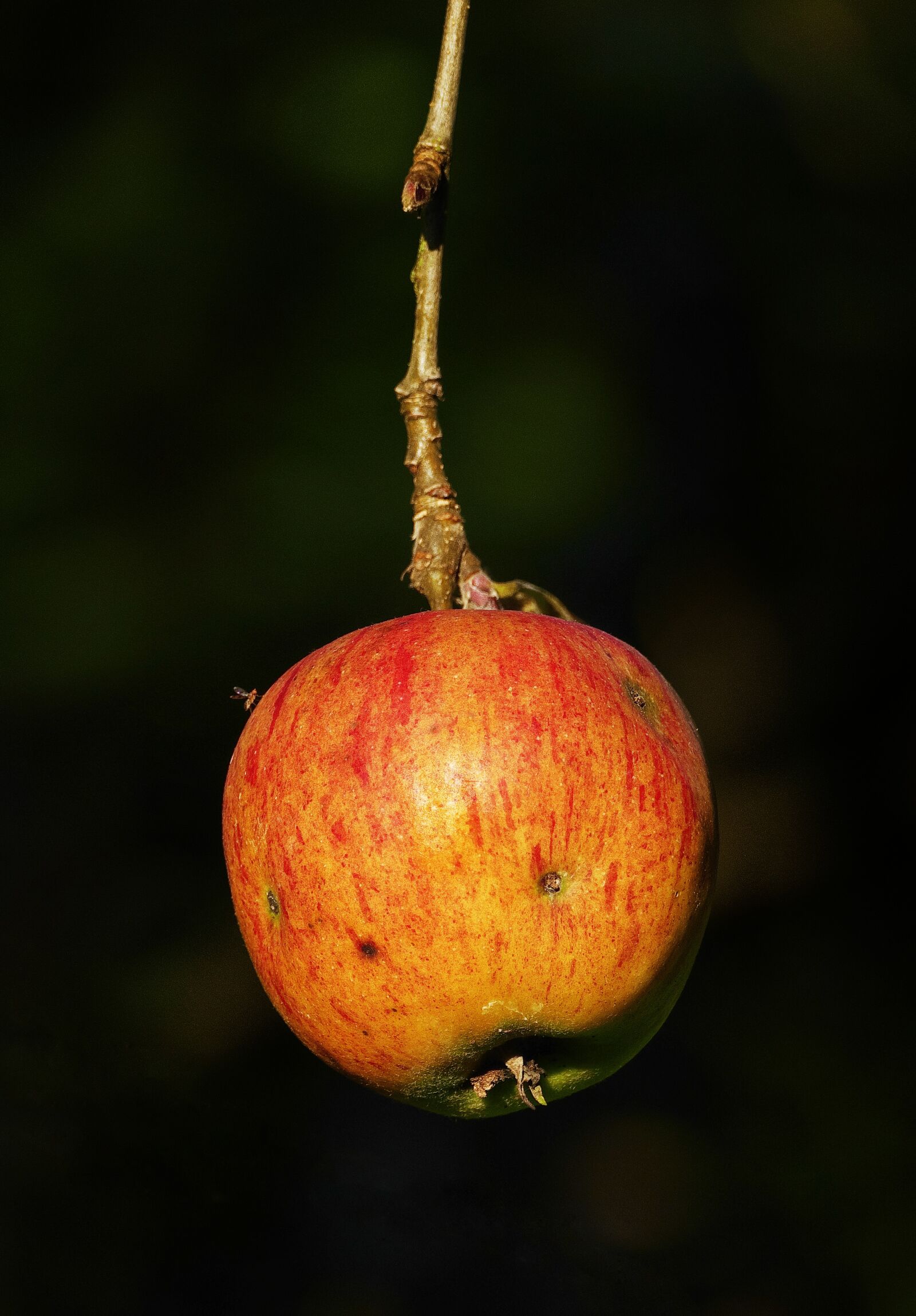 Panasonic Lumix DMC-FZ1000 sample photo. Apple, the last apple photography