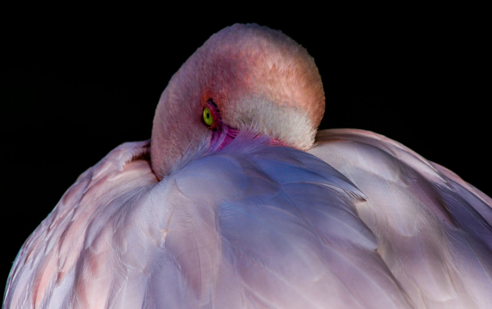 Nikon D5200 sample photo. "Bird, birds, colorfulanimals, feather" photography