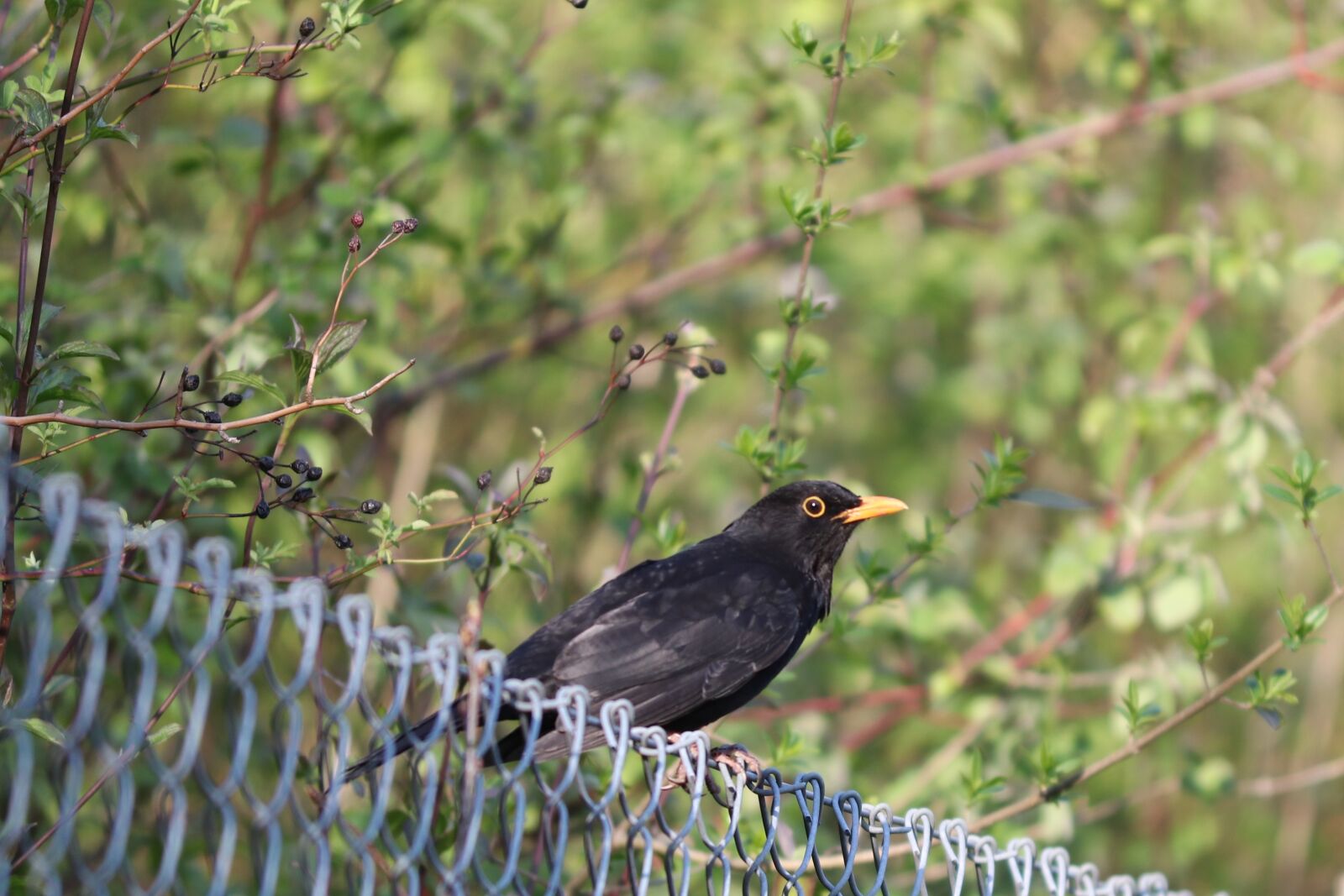 Canon EOS 200D (EOS Rebel SL2 / EOS Kiss X9) sample photo. Blackbird, songbird, fence photography