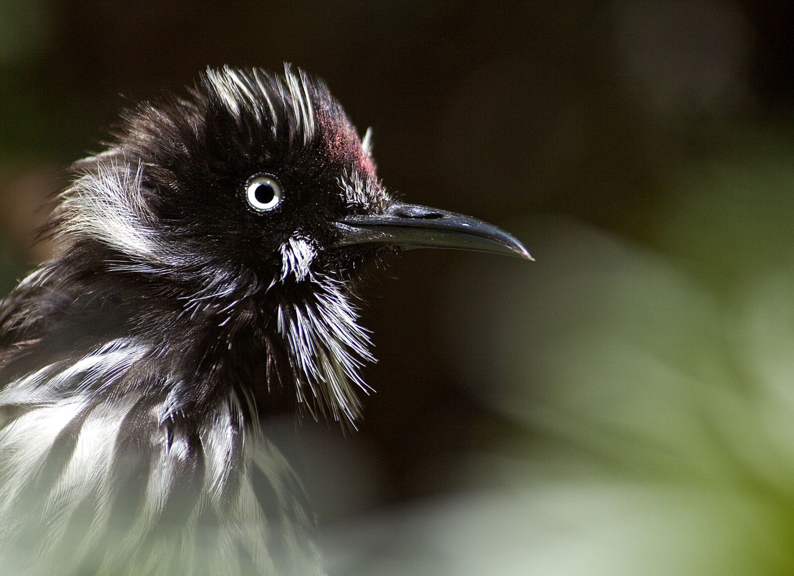 Canon EOS 50D sample photo. New holland honeyeater, bird photography