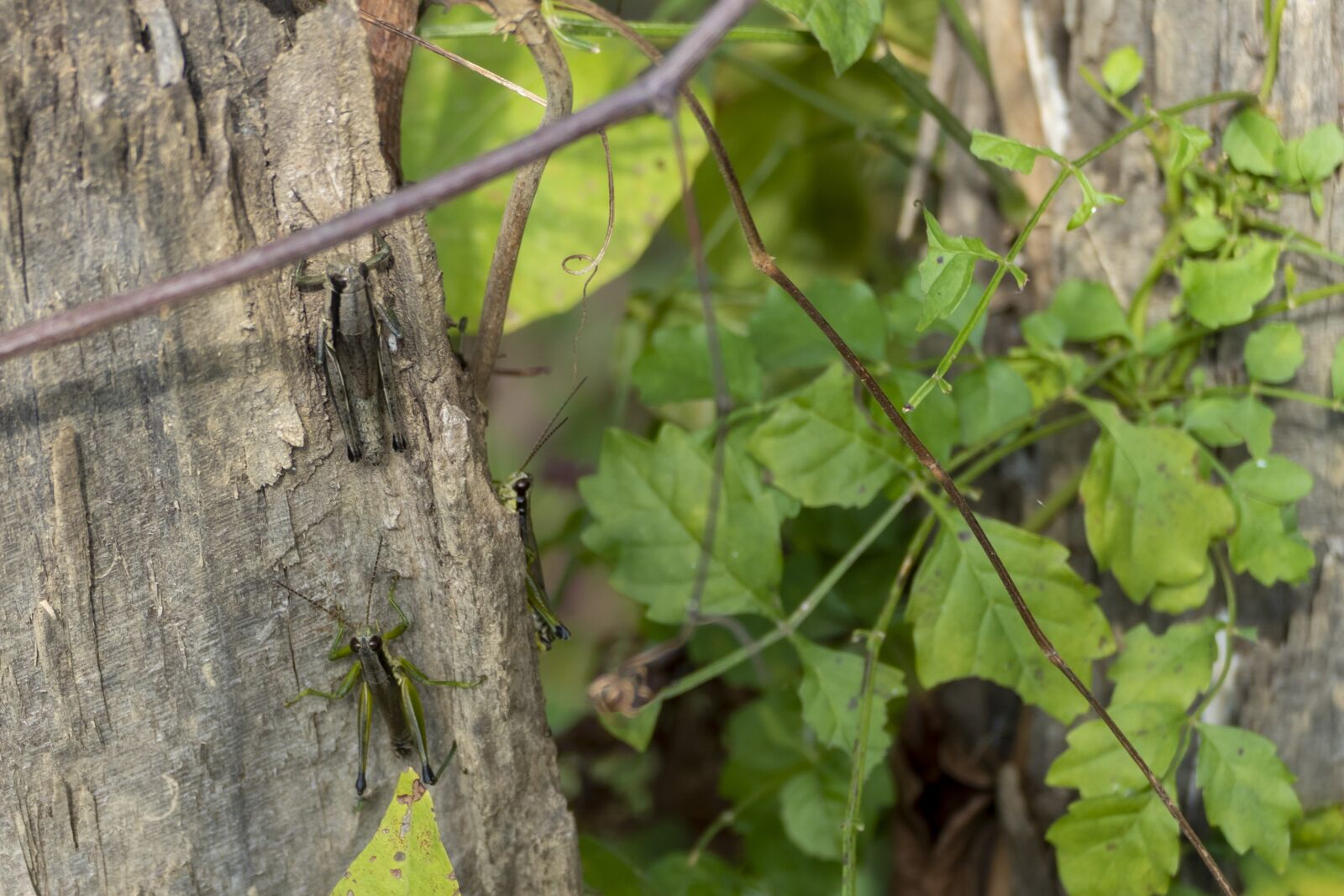 Panasonic Lumix DMC-FZ1000 sample photo. Grasshoppers, green, insects photography