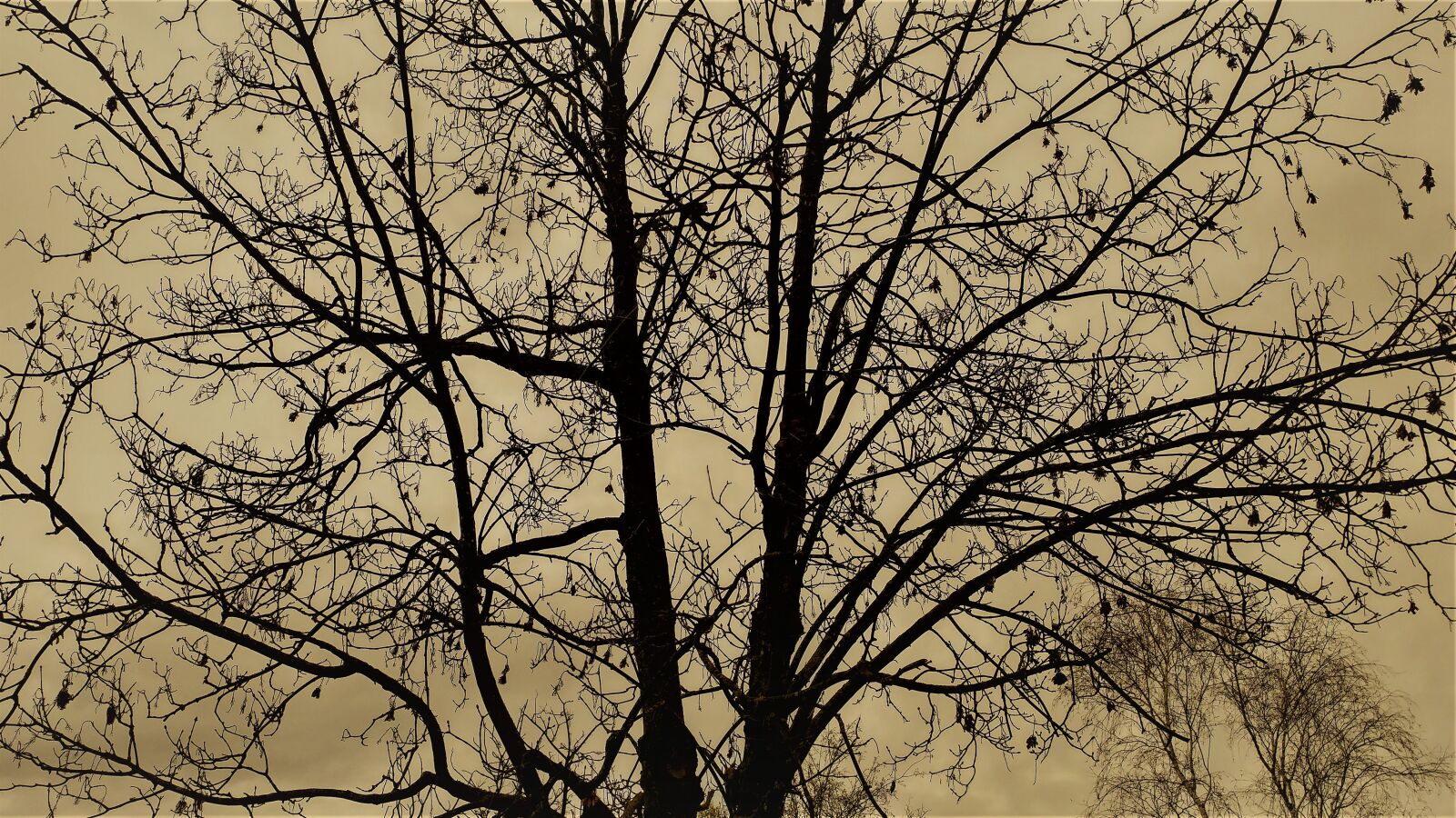 LG G5 sample photo. Tree, nature, wood photography