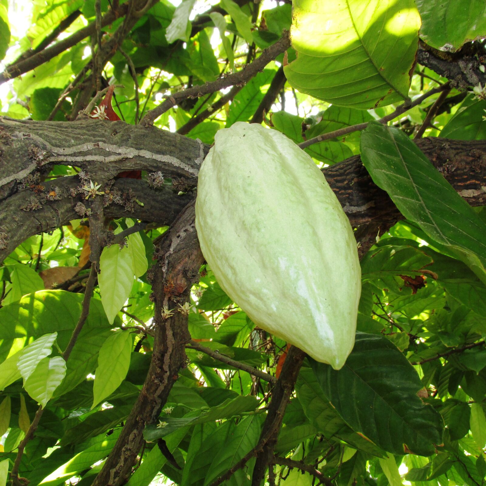 Canon PowerShot SX160 IS sample photo. Maraca, cacao, hocolate photography