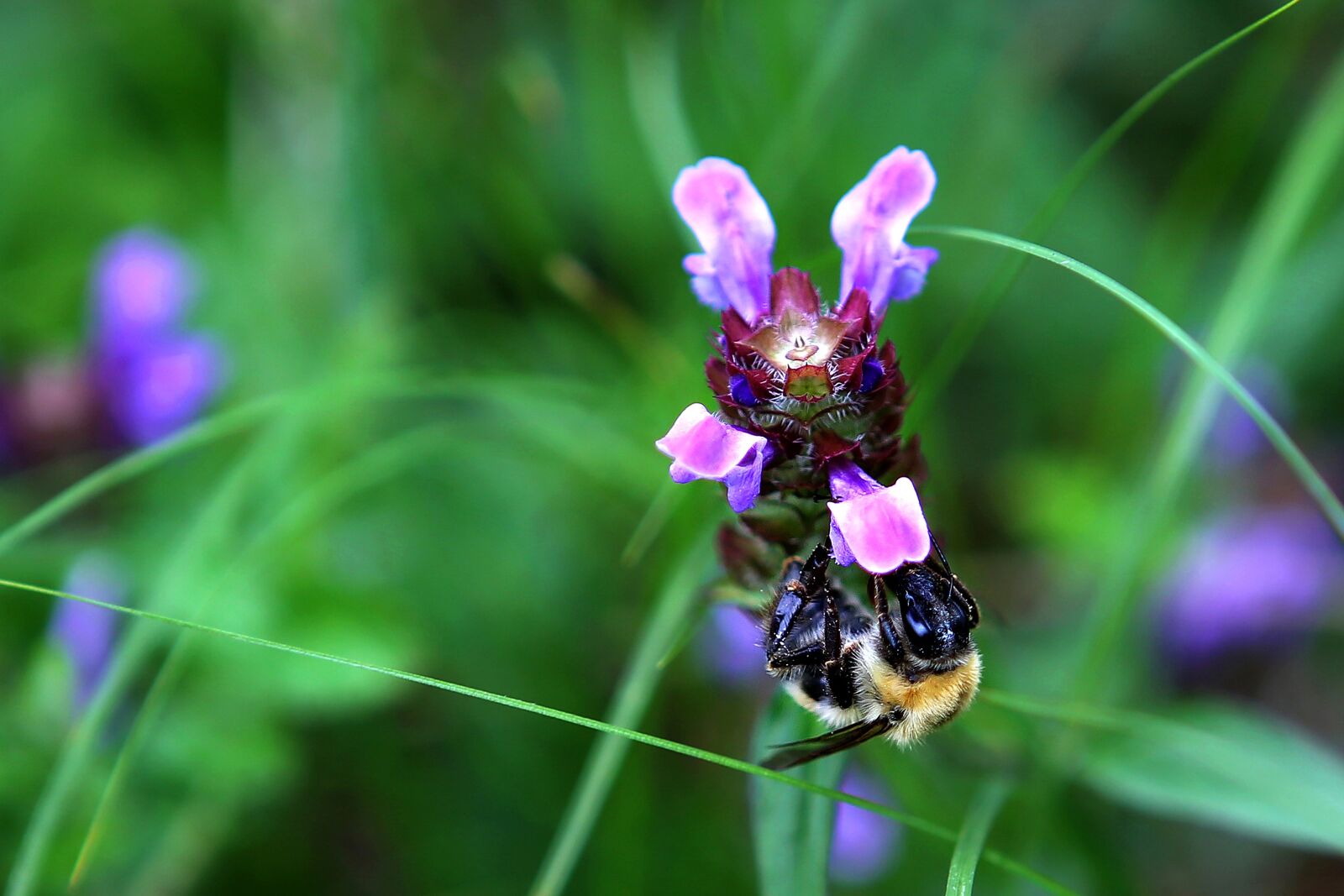 Canon EOS 5D Mark III sample photo. Insects, flowers, nature photography