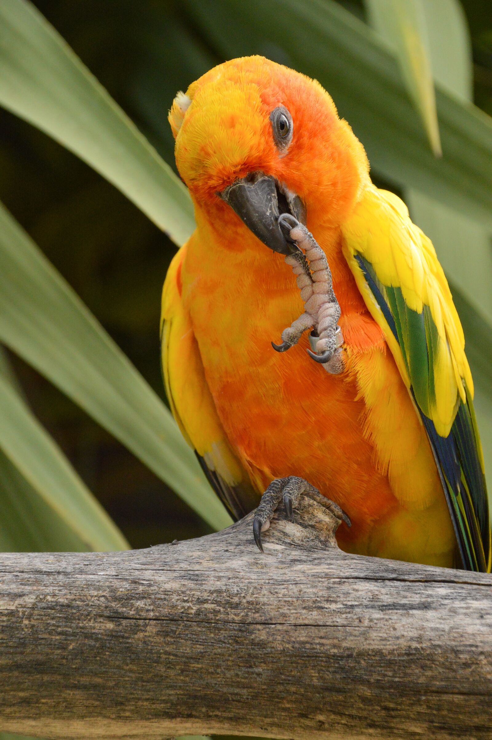 Nikon D3200 sample photo. Parrot, sun conure, tropical photography