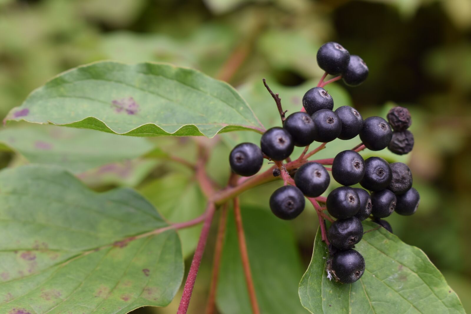 Nikon D3500 sample photo. Nature, flower, plant photography