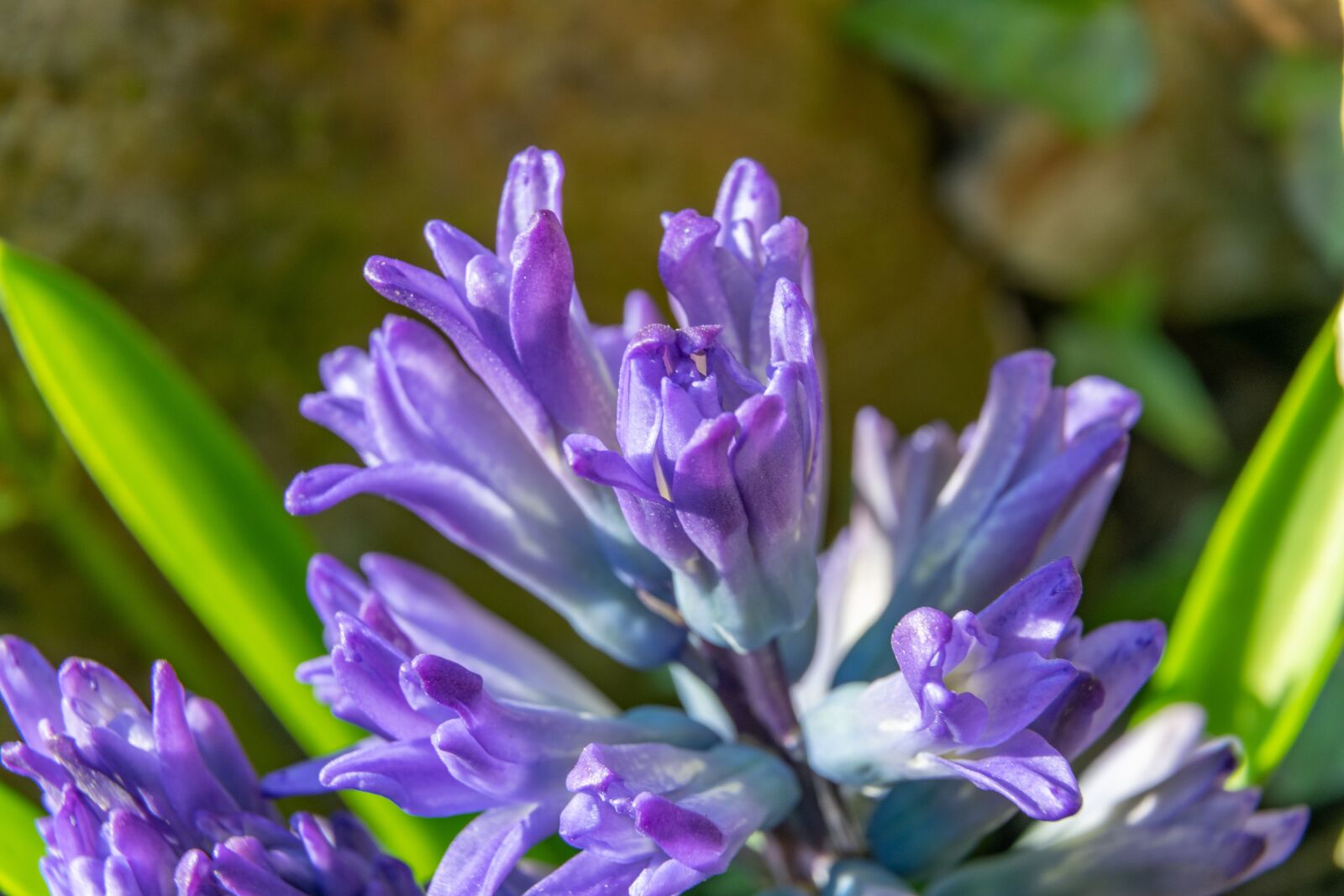 Nikon D3300 sample photo. Hyacinth, flowers, garden photography