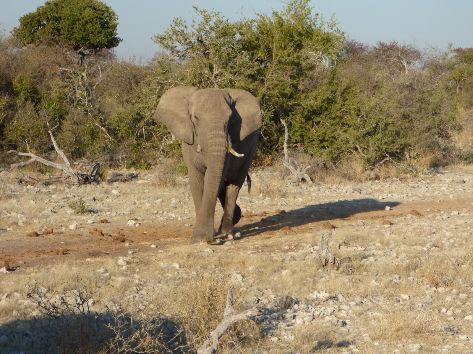 Panasonic DMC-FZ72 sample photo. Wildlife, elephant, namibia photography