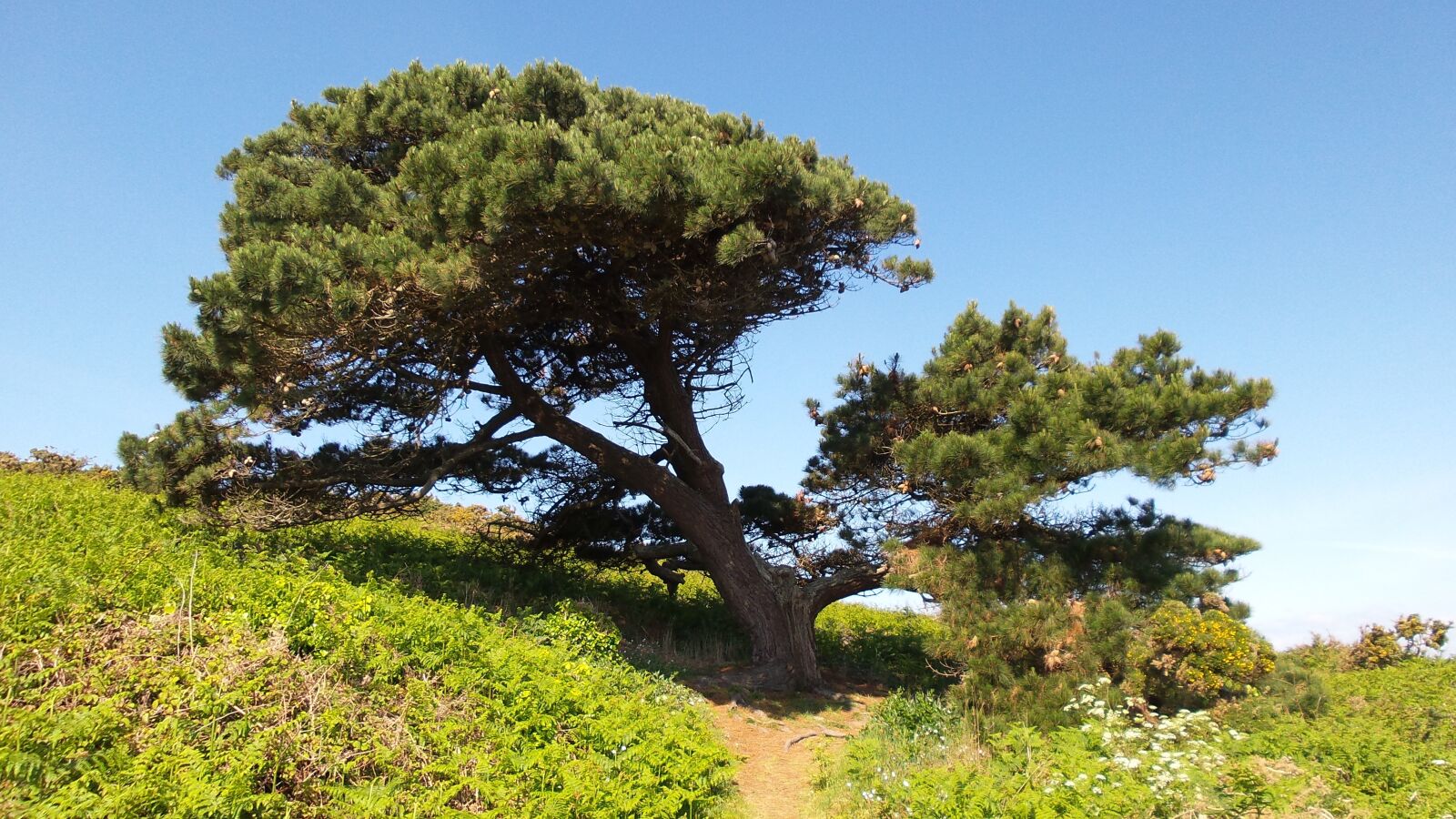 Samsung Galaxy S4 Zoom sample photo. Tree, sky, blue photography