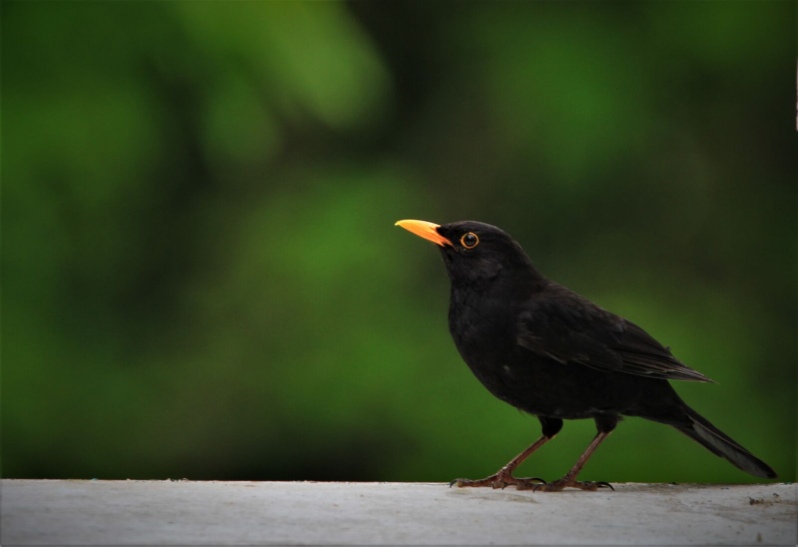 Tamron SP 150-600mm F5-6.3 Di VC USD sample photo. Blackbird, bird, feeding place photography