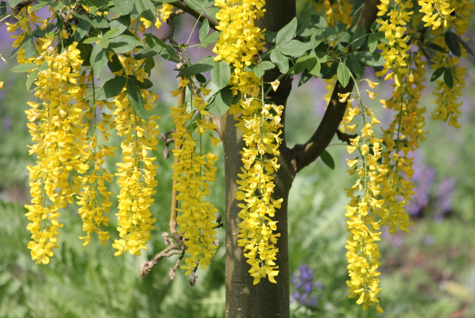 Canon EOS 550D (EOS Rebel T2i / EOS Kiss X4) sample photo. Laburnum, summer, park photography