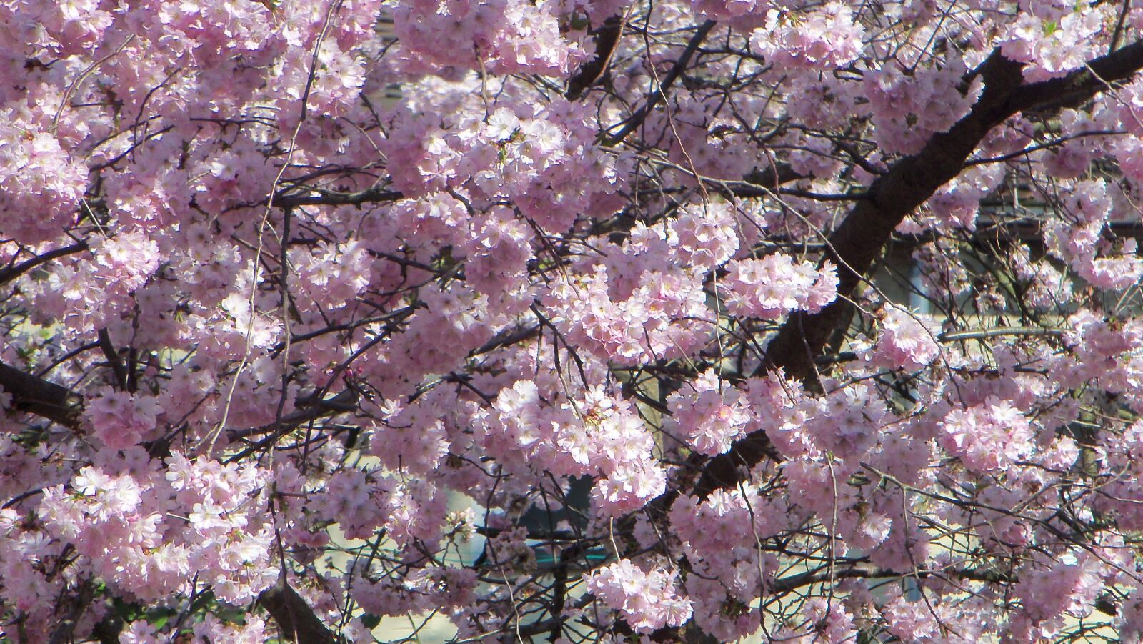 Kodak SLICE TOUCHSCREEN CAMERA, R502 sample photo. Cherry blossom, spring, garden photography