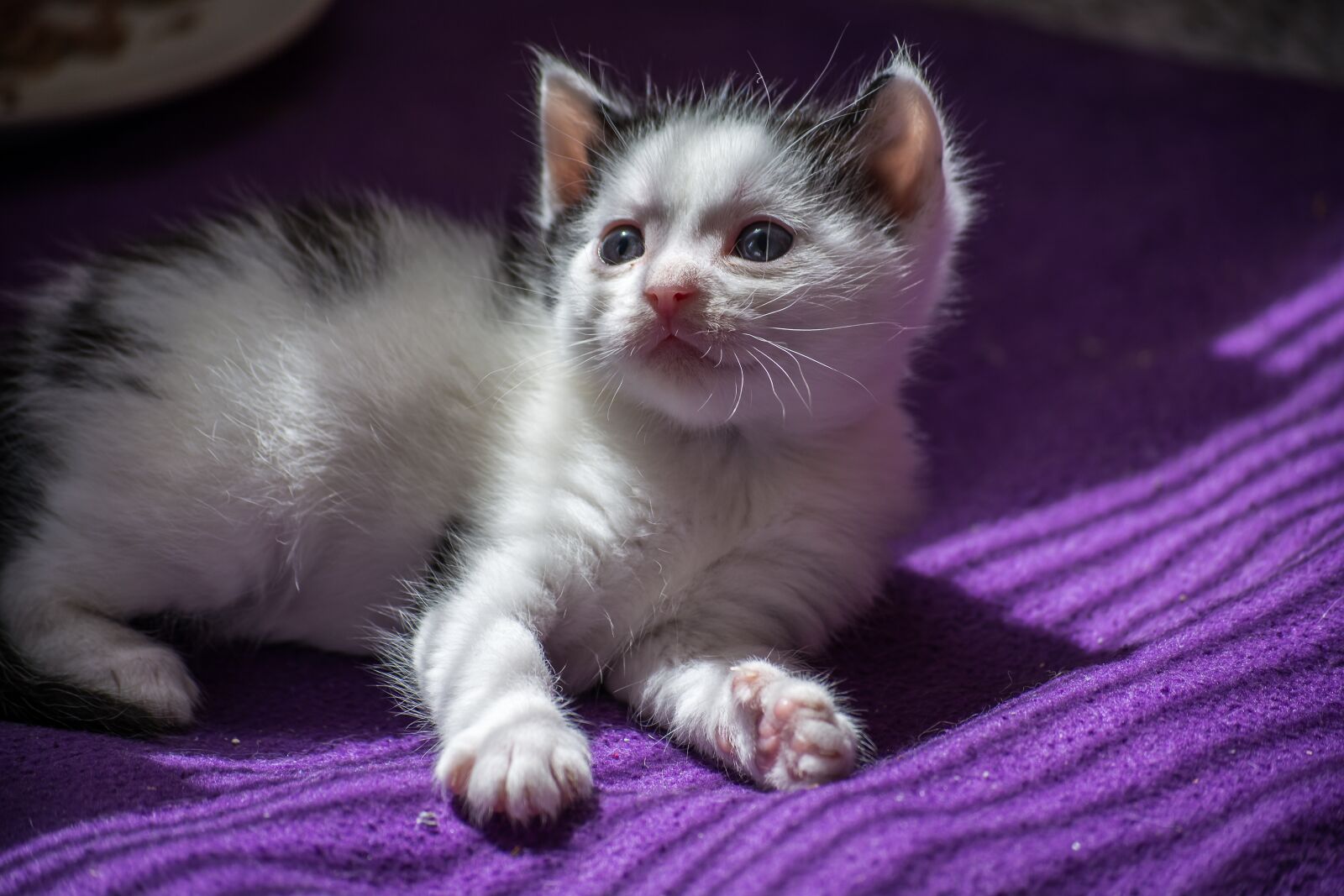 Nikon D5200 sample photo. Baby cat, cat baby photography