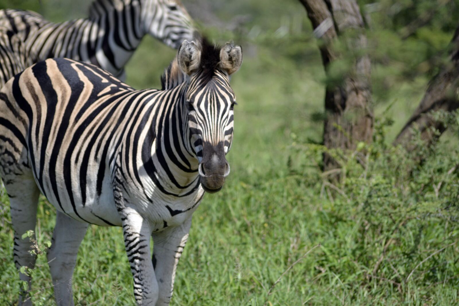 Nikon D3100 sample photo. Zebra, umfolozi game reserve photography