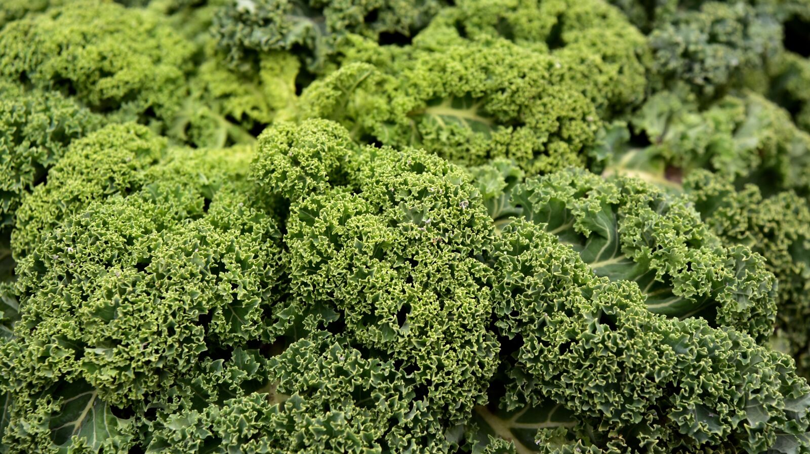 Nikon D750 sample photo. Kohl, kale, vegetables photography