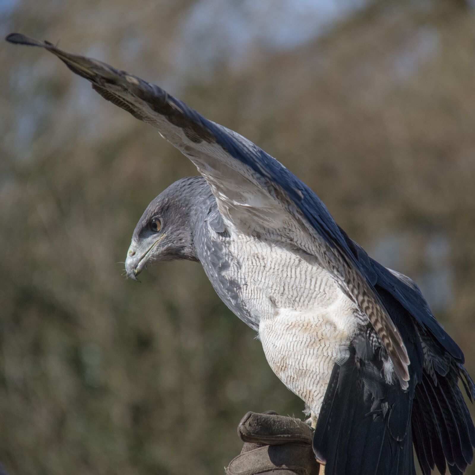 Canon EOS 7D Mark II sample photo. Chilean blue, eagle, chilean photography