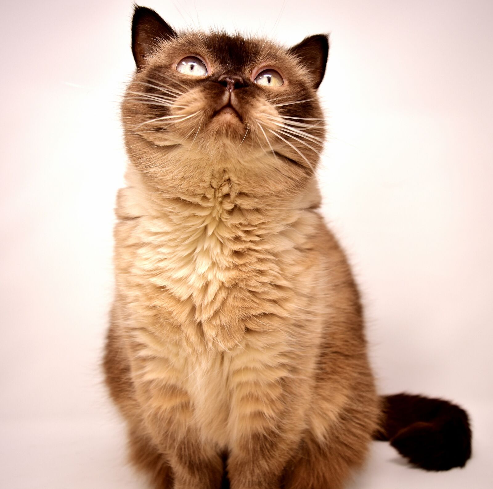 Nikon D7200 sample photo. British shorthair, cat, pet photography