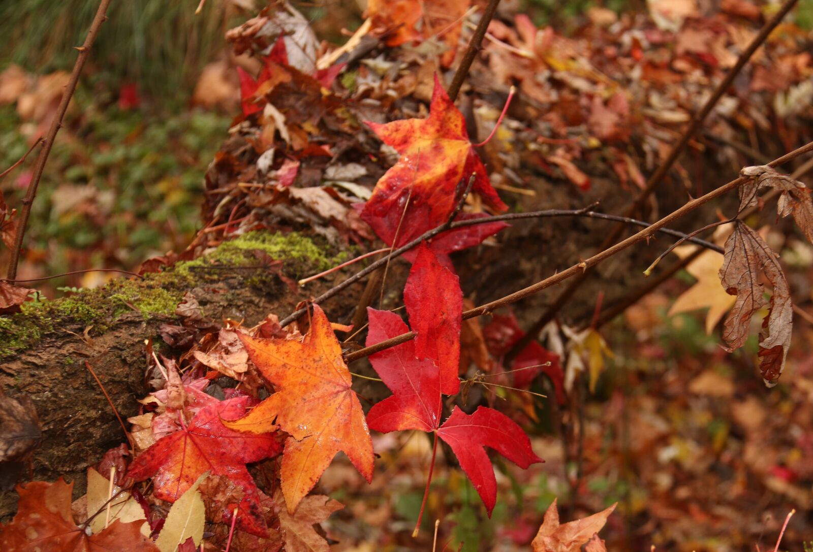 Canon EF-S 18-200mm F3.5-5.6 IS sample photo. Autumn, forest, pond photography