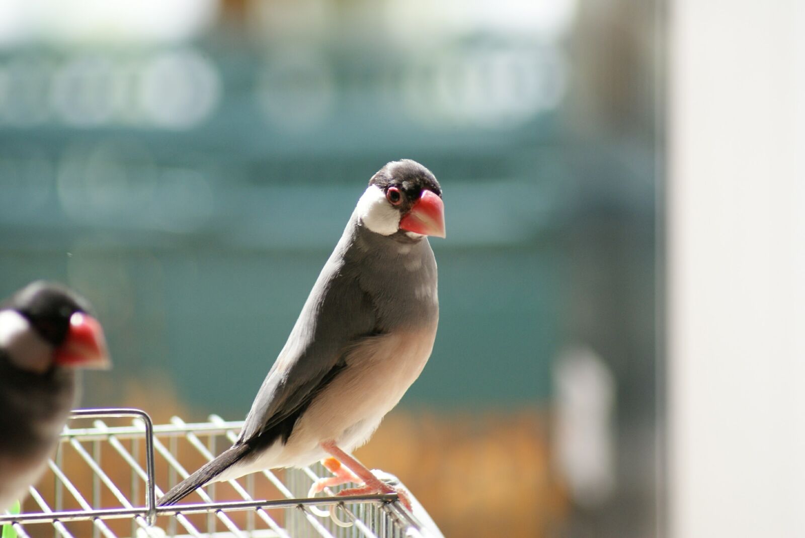Sony Alpha DSLR-A200 sample photo. Java sparrow, sakura java photography