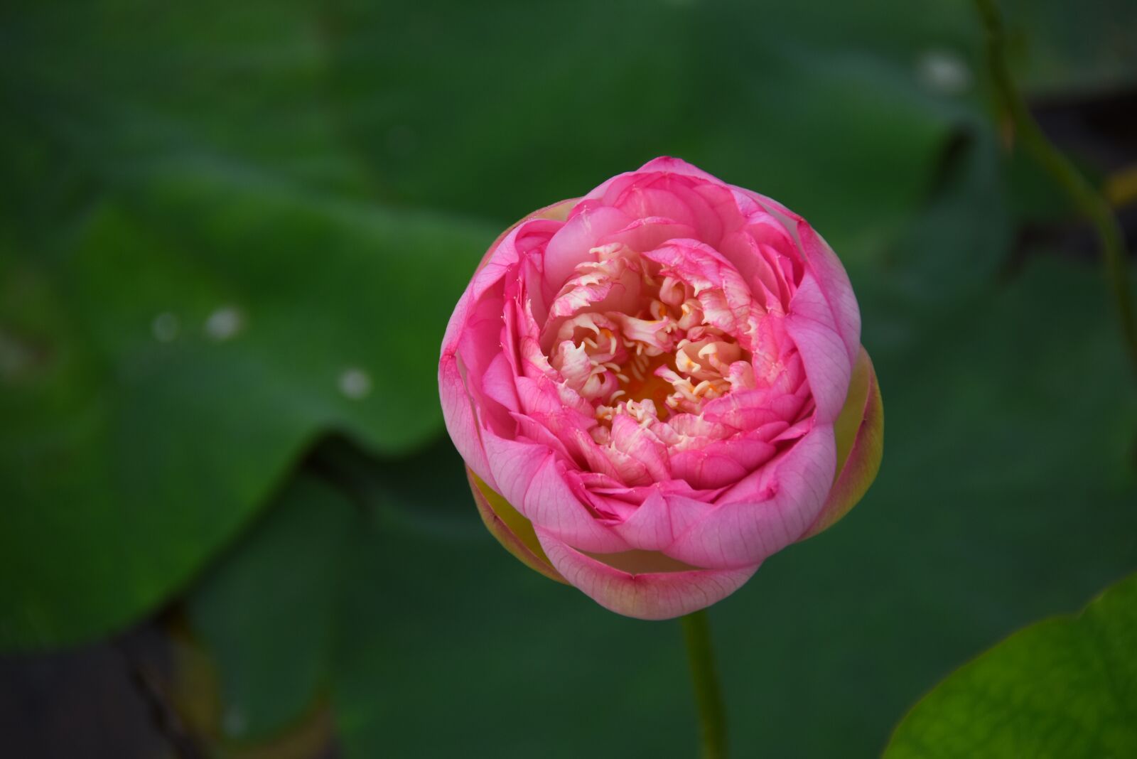 Nikon D7200 sample photo. Lotus flowers, throat, red photography