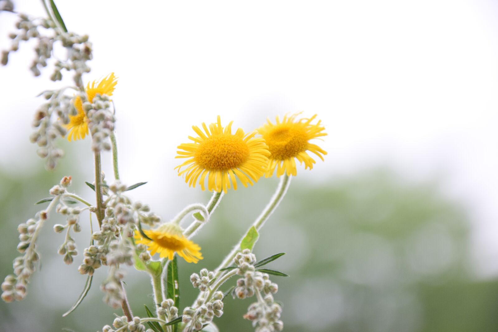 Nikon D3300 sample photo. Flower field, yellow, field photography