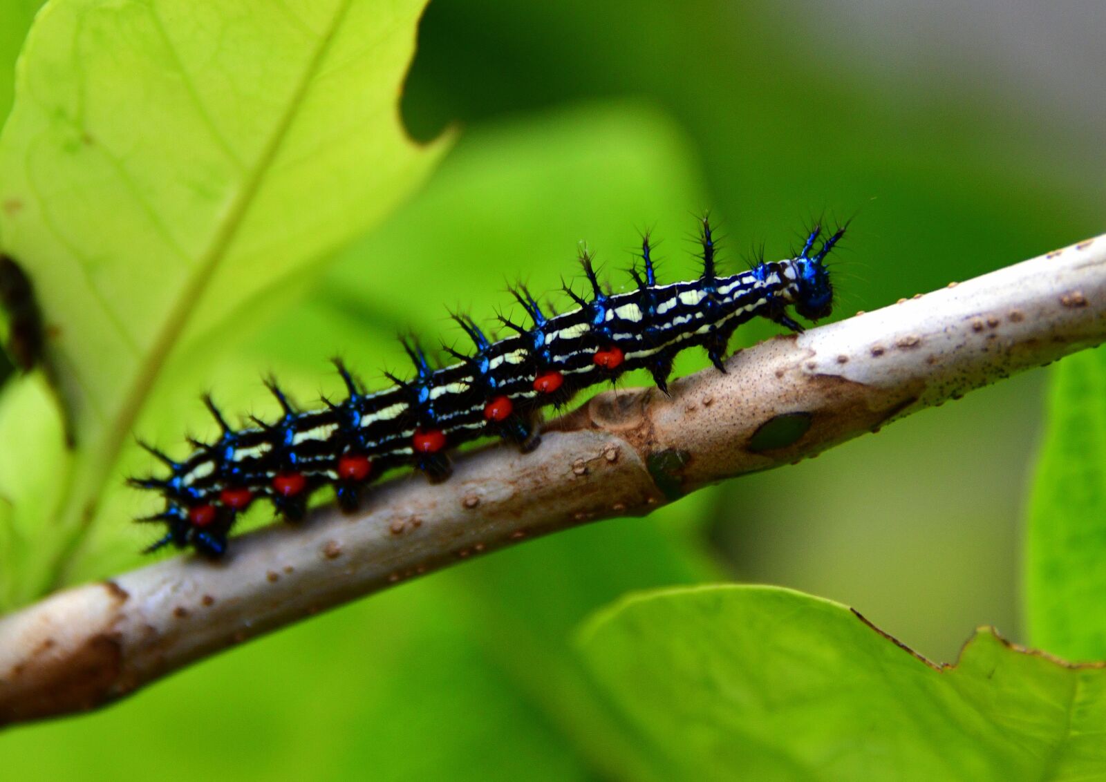 Nikon D850 sample photo. Caterpillar, foliage, nature photography