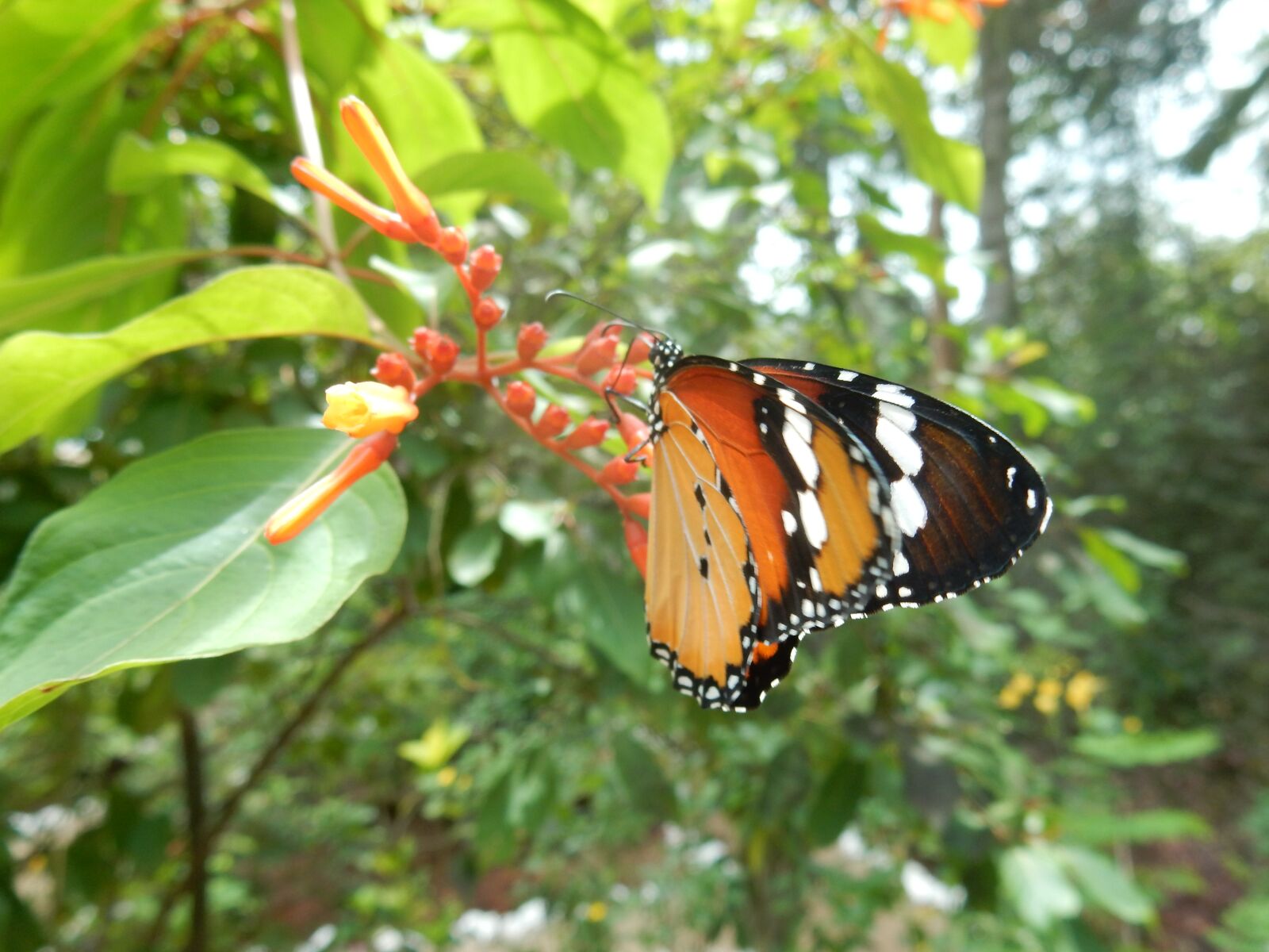 Nikon Coolpix S9700 sample photo. Butterfly, close up, orange photography