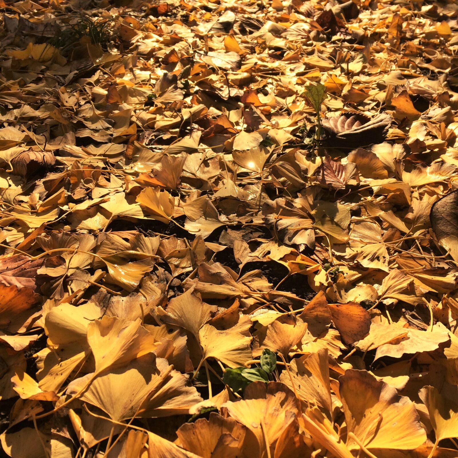 iPhone 5s back camera 4.15mm f/2.2 sample photo. Fallen leaves, yellow leaves photography