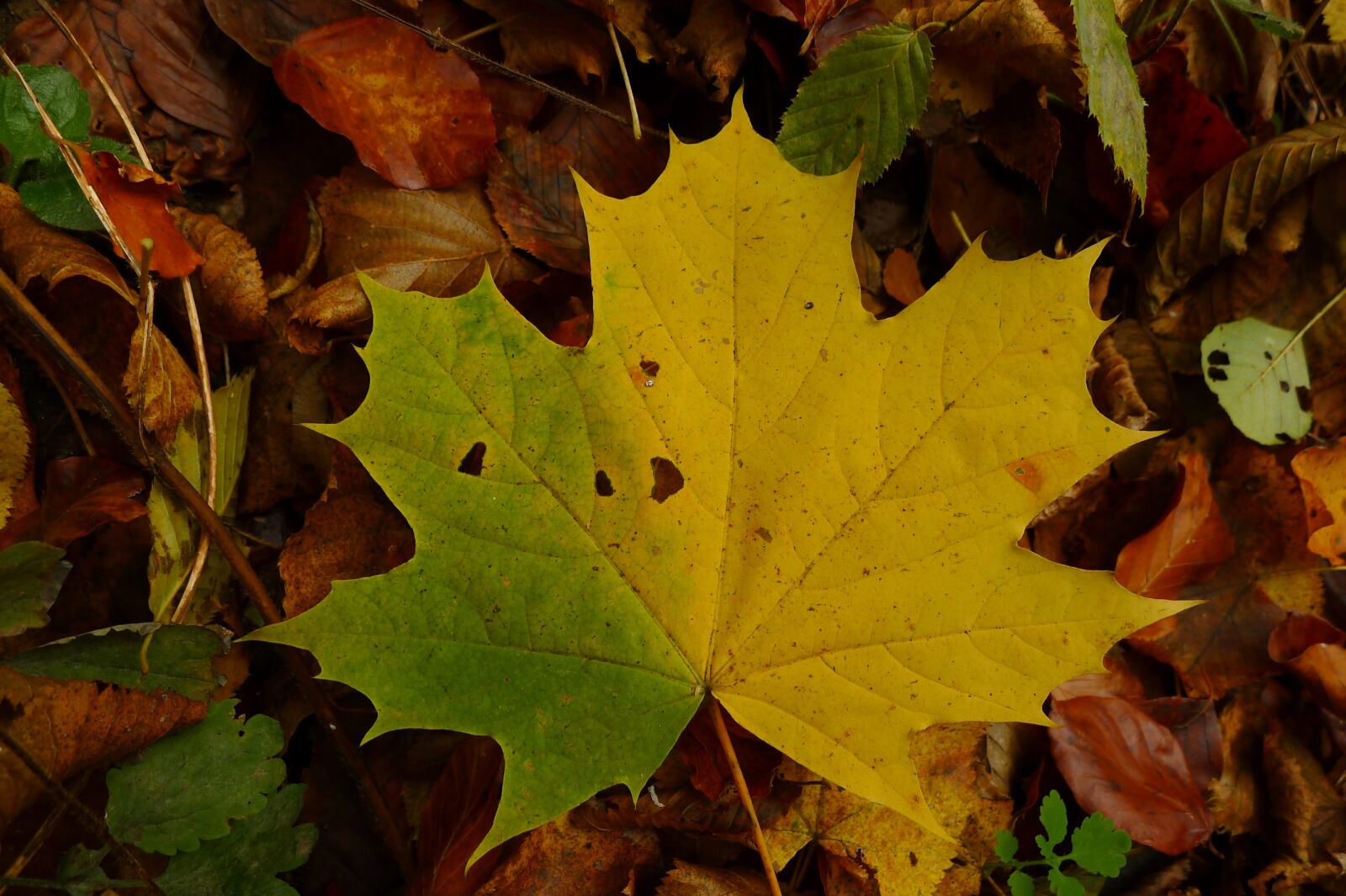 Panasonic Lumix DMC-LX5 sample photo. Maple leaf, autumn, yellow photography