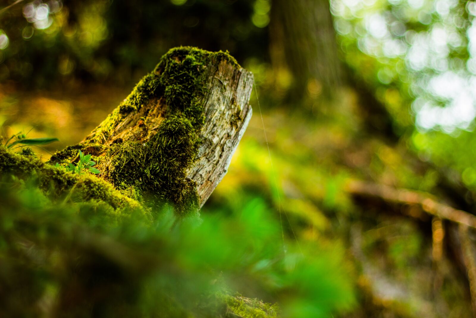 Canon EOS 60D + Canon EF 50mm F1.8 II sample photo. Tree, the bark, life photography