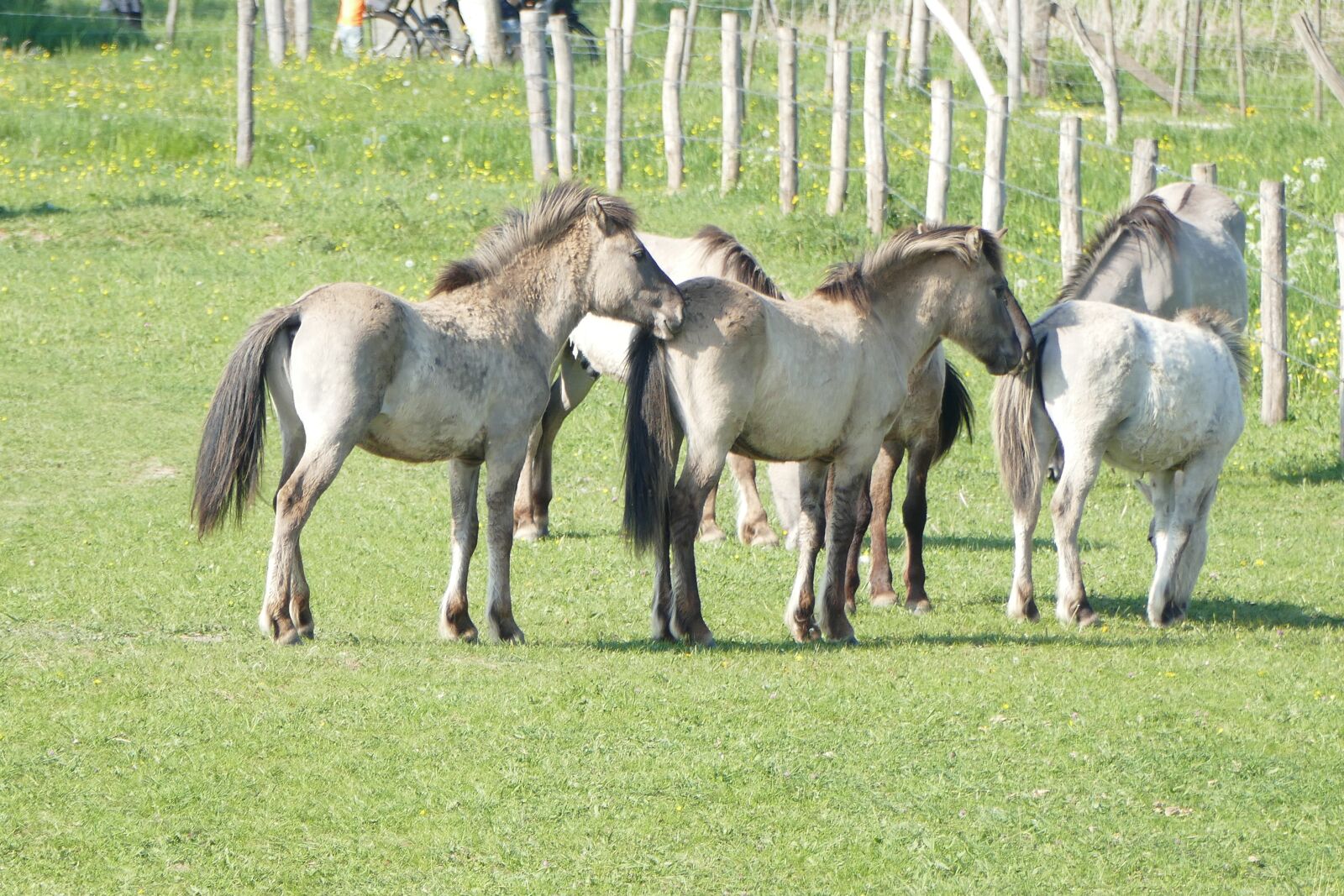 Panasonic Lumix DMC-FZ1000 sample photo. Konik, horse, horses photography