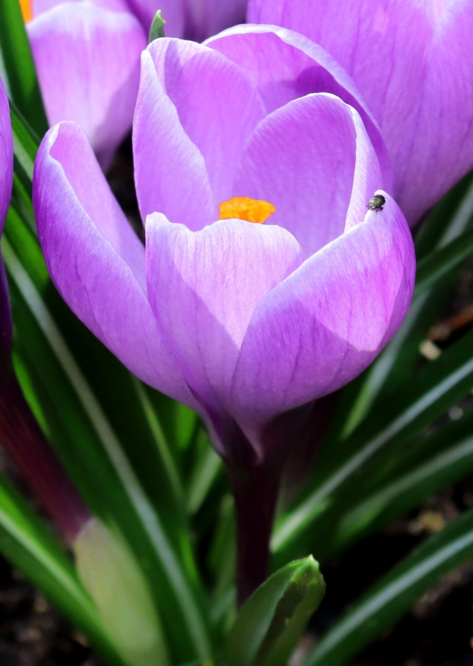 Canon EOS 200D (EOS Rebel SL2 / EOS Kiss X9) sample photo. Crocus, nature, flower photography