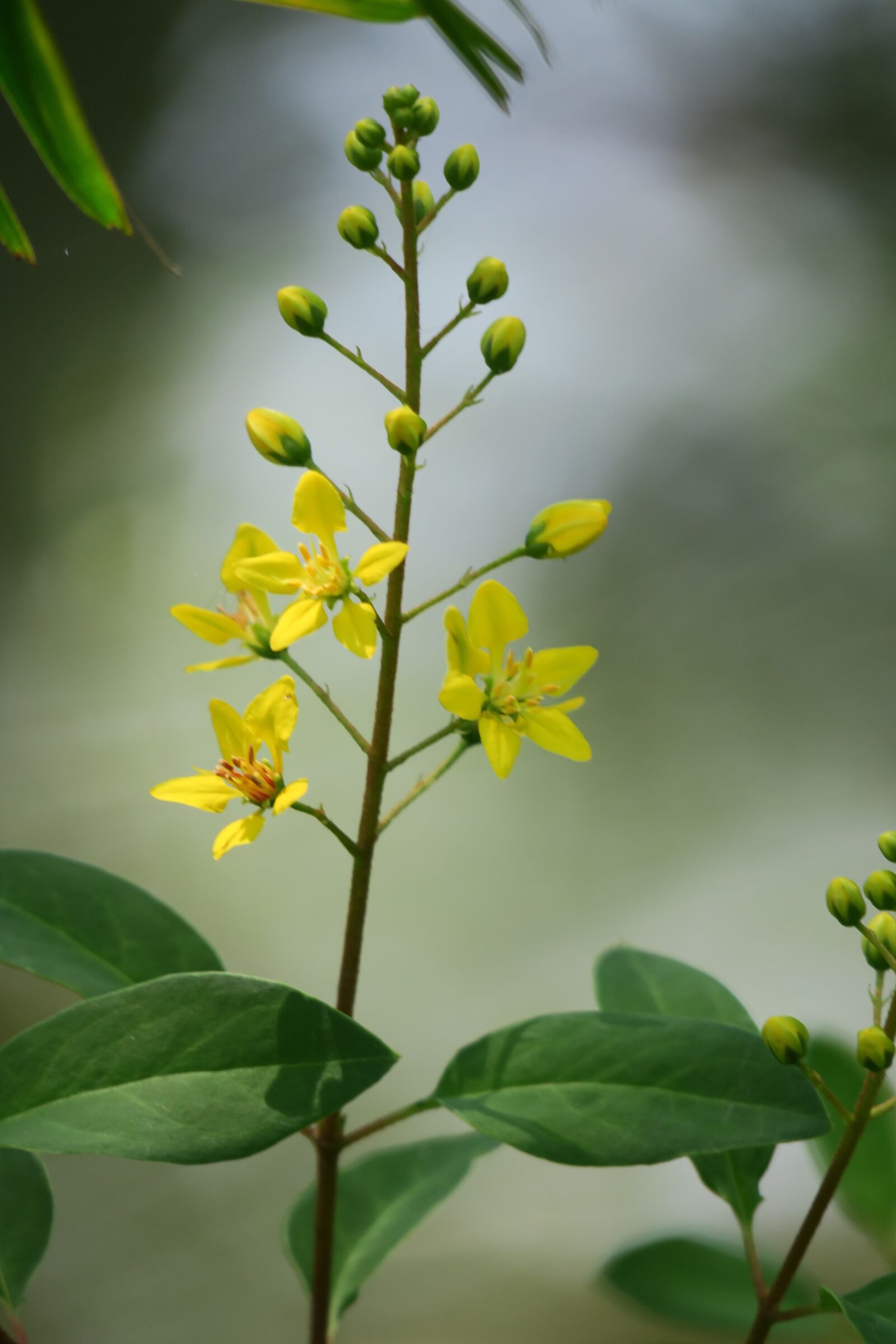 Canon PowerShot G3 X sample photo. Flower, plant, yellow flower photography