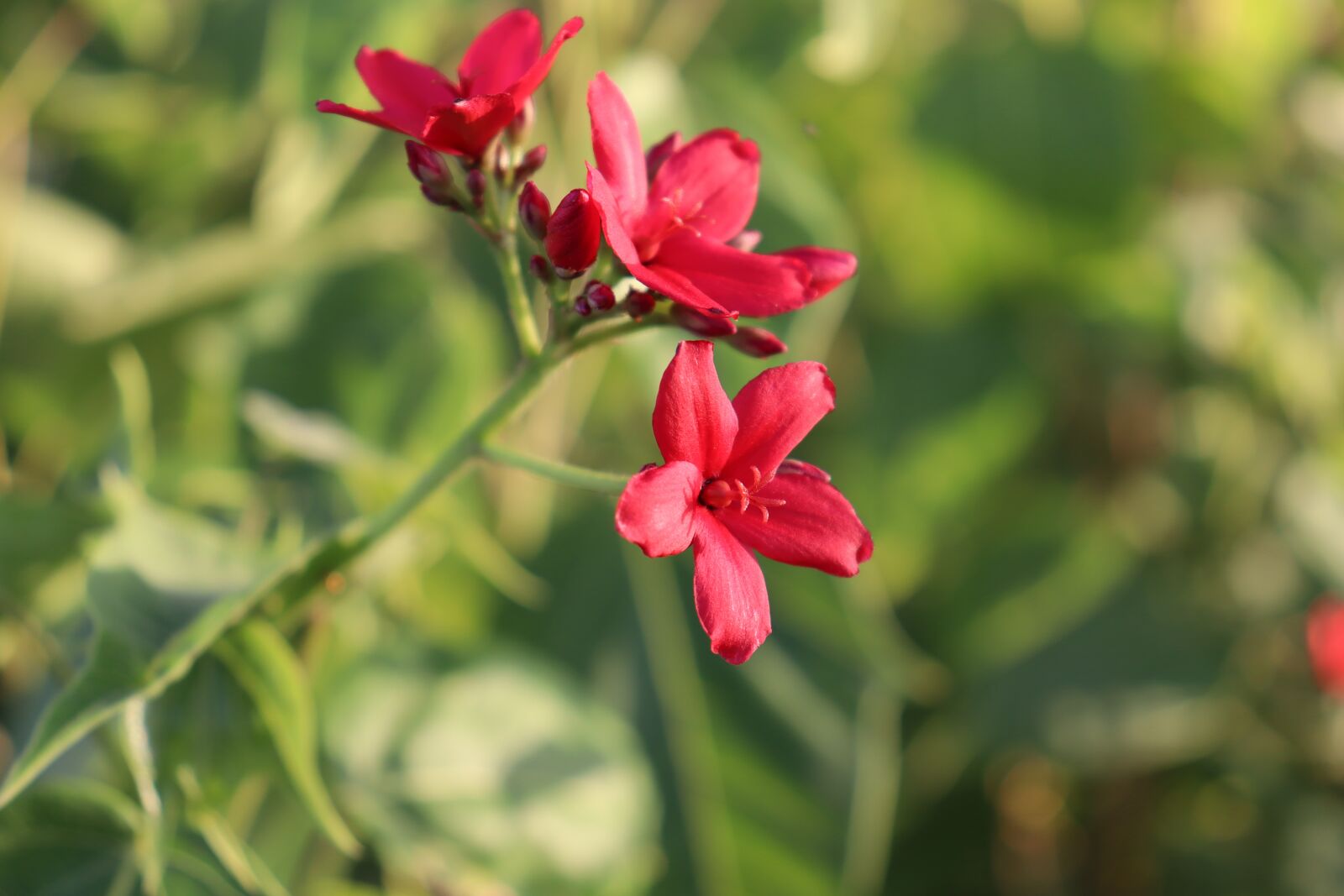 Canon EF-S 18-55mm F4-5.6 IS STM sample photo. Red flower, in qatar photography