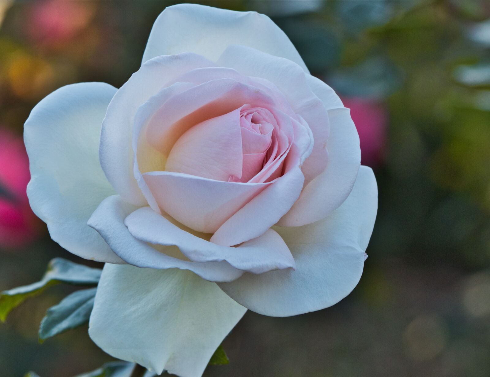Canon EF 70-200mm F4L IS USM sample photo. Rose, white, romantic photography