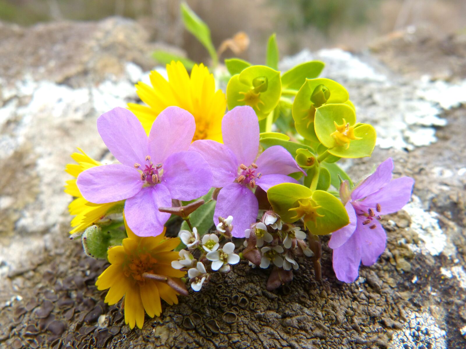Panasonic DMC-FZ62 sample photo. Flowers, corsage, wild flowers photography