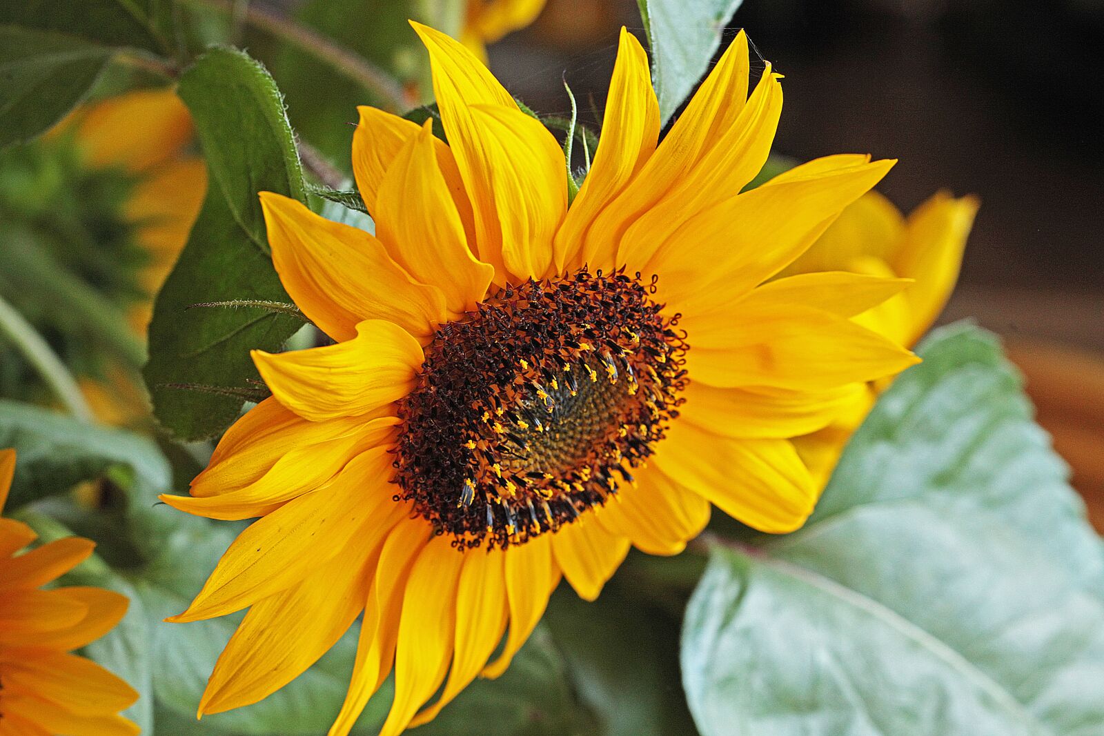 Canon EOS 5D Mark II sample photo. Sunflower, flower, flowering photography