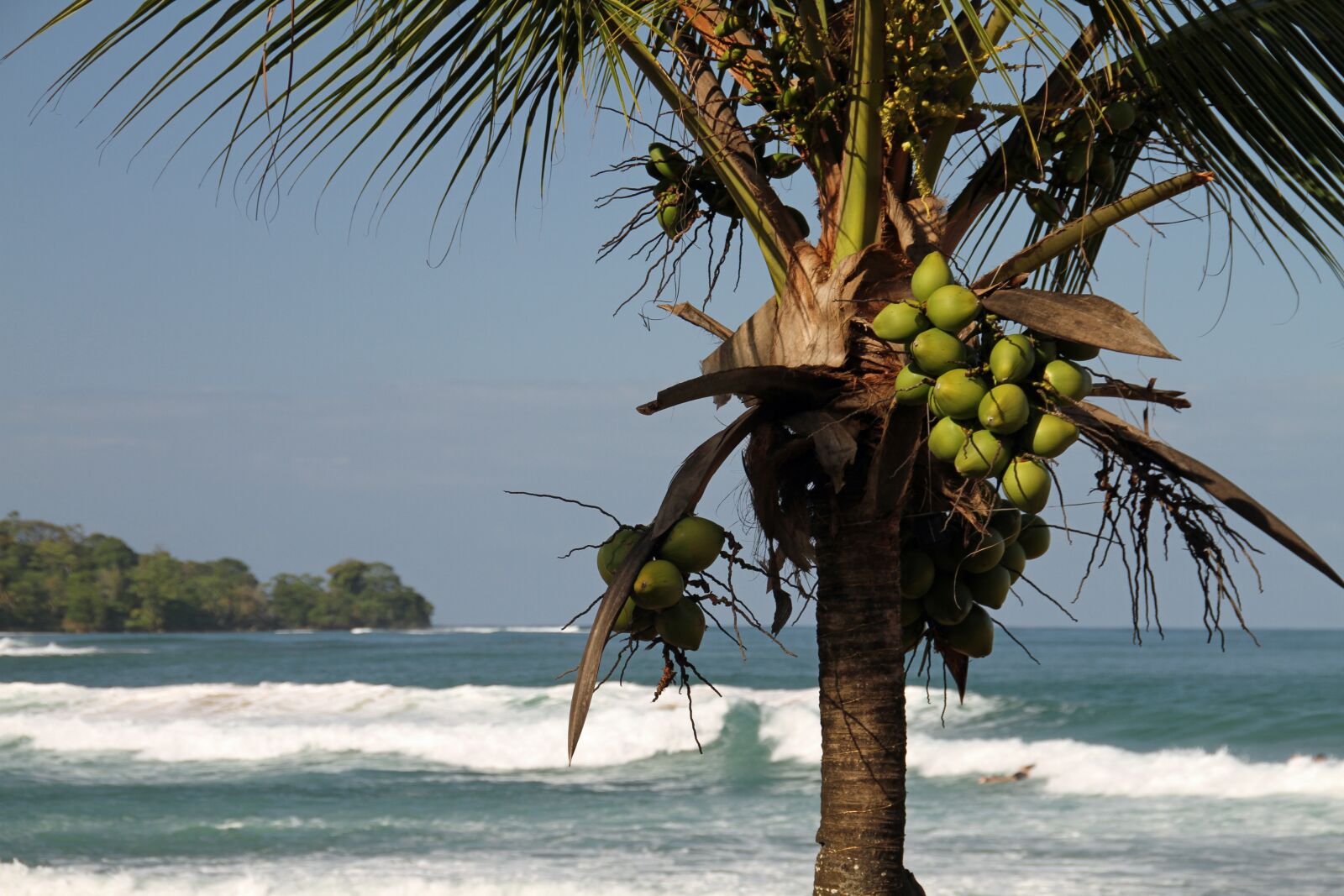 Canon EOS 7D sample photo. Coconut, caribbean, palm photography