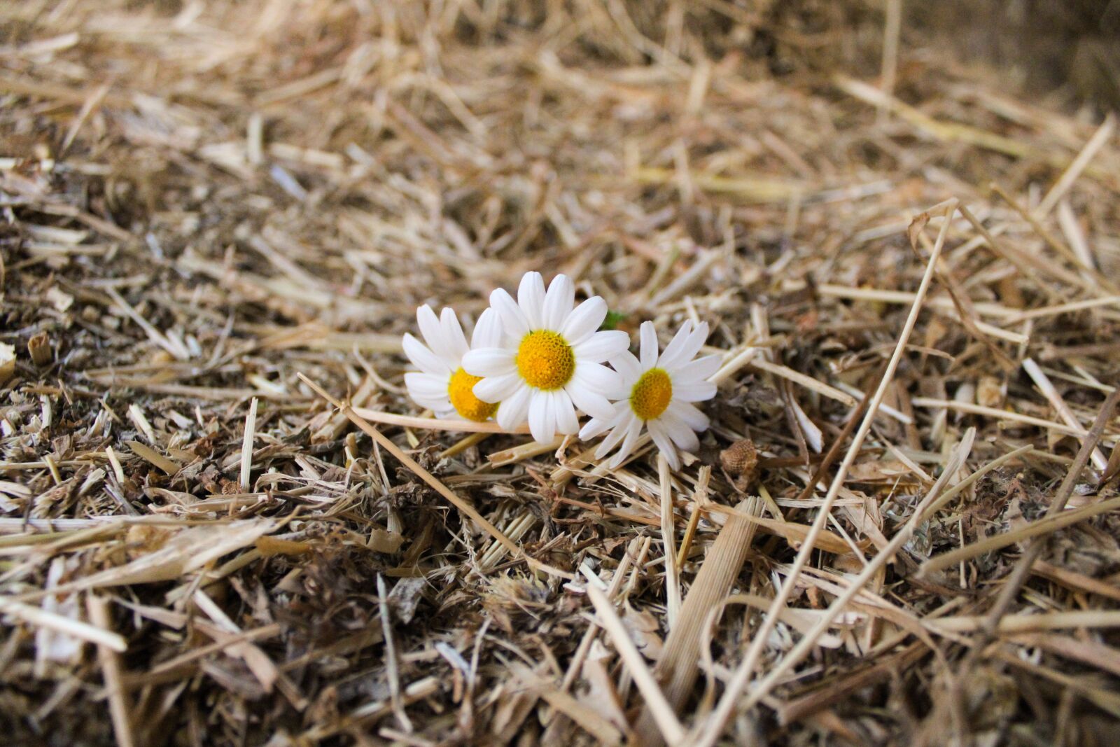 Canon EOS 2000D (EOS Rebel T7 / EOS Kiss X90 / EOS 1500D) sample photo. Daisy, straw, countryside photography