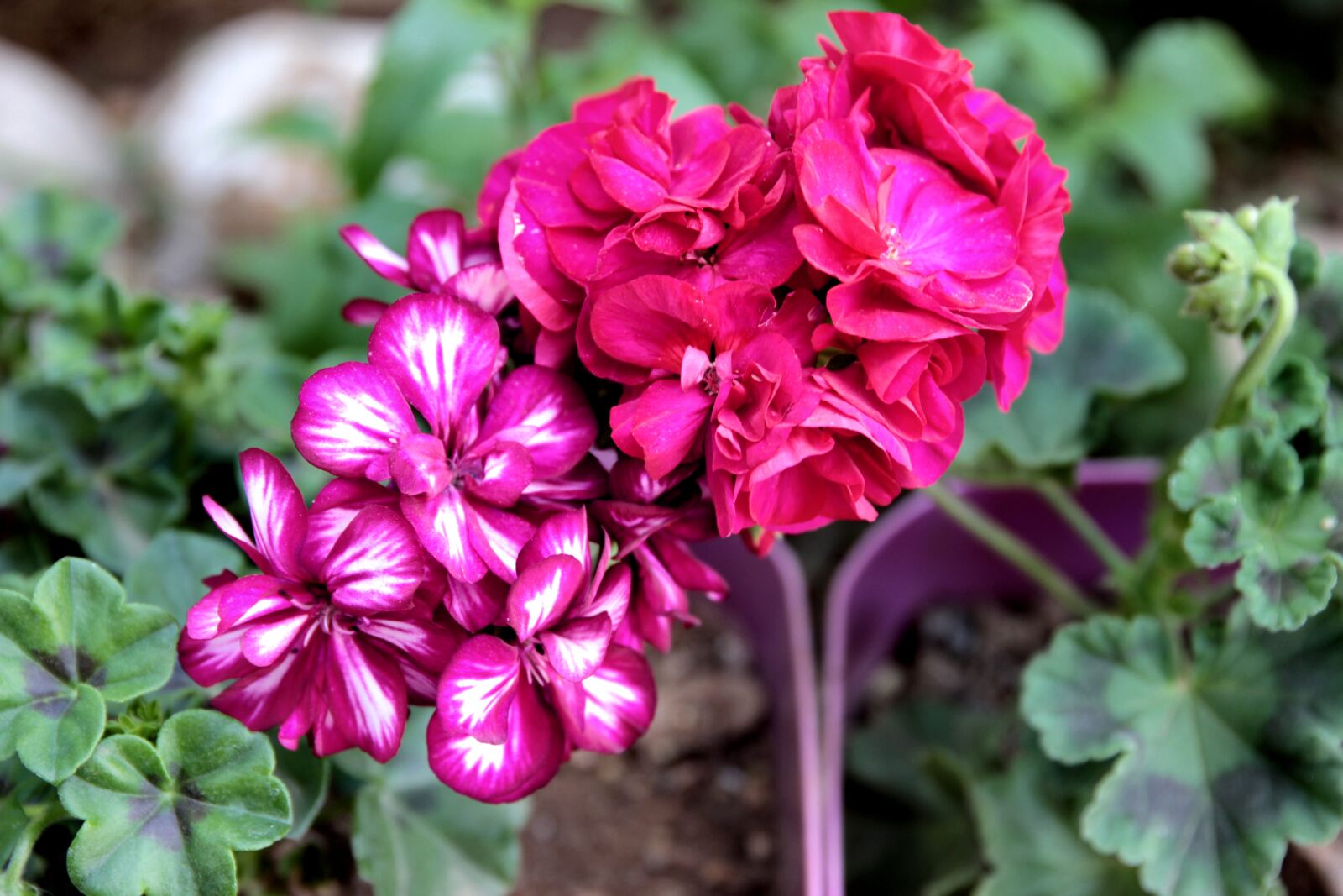 Canon EOS 550D (EOS Rebel T2i / EOS Kiss X4) sample photo. Geranium, geraniums, flower photography