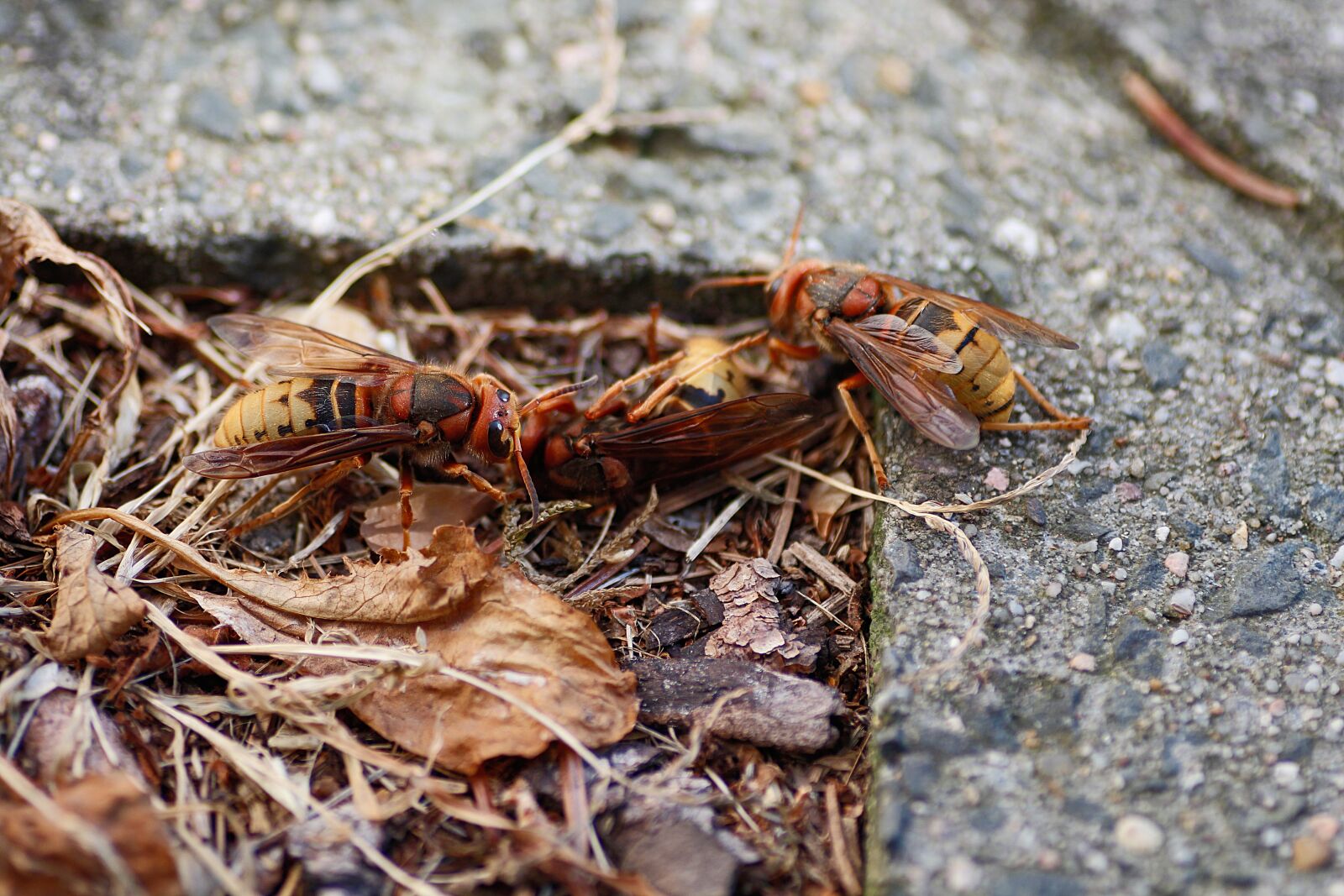 Canon EOS 650D (EOS Rebel T4i / EOS Kiss X6i) sample photo. Hornets, insect, hornets die photography
