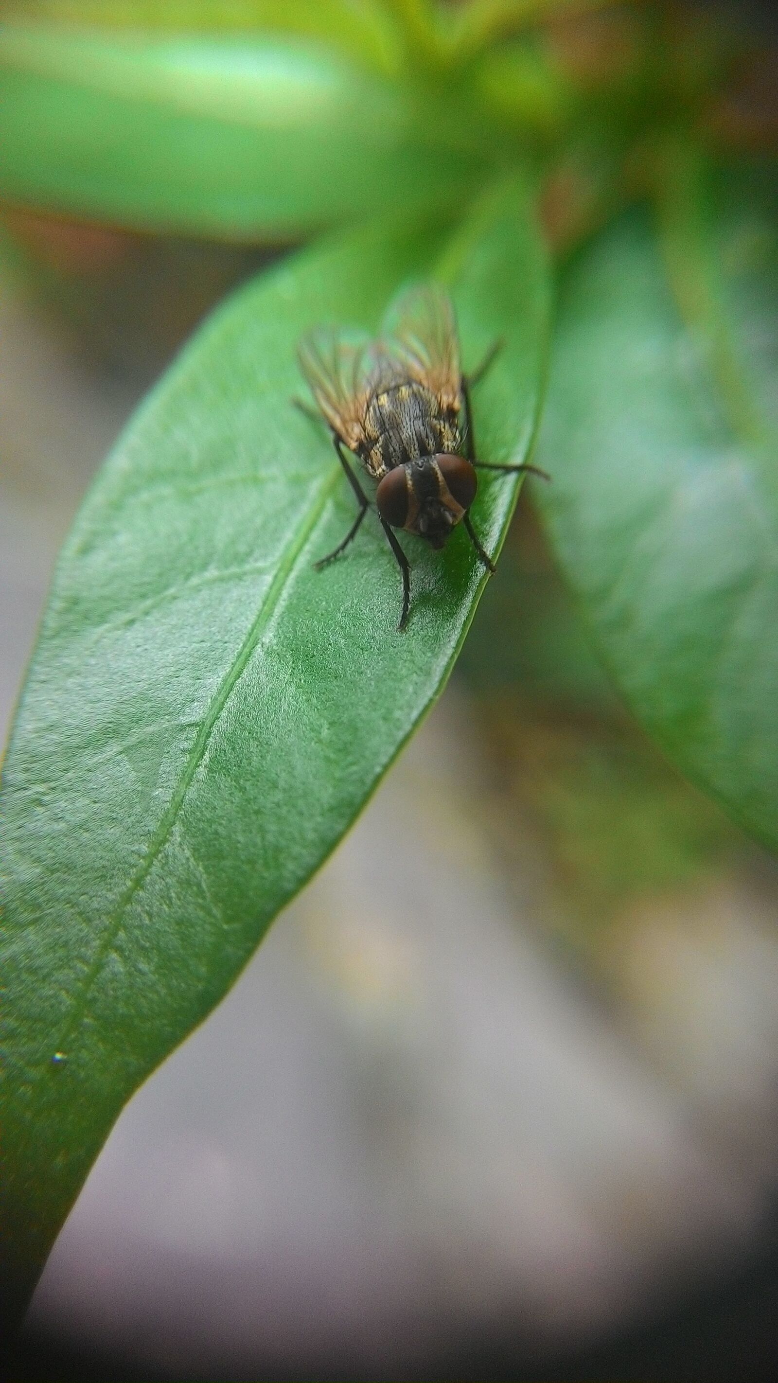 ASUS T00F sample photo. Flies, leaf, nature photography