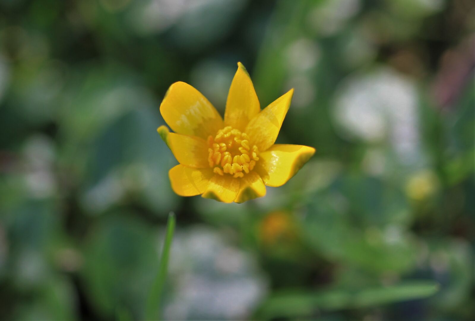 Canon EOS 7D sample photo. Blossom, bloom, yellow photography