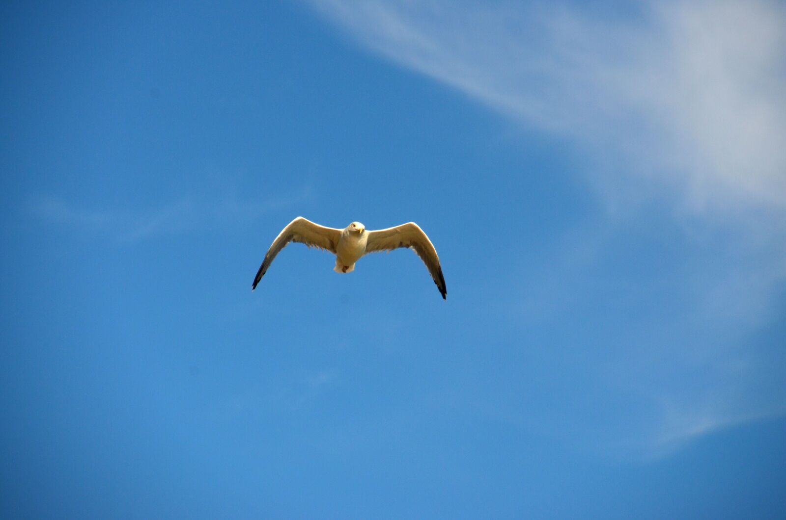 Nikon D5100 sample photo. Seagull, blue, bird photography