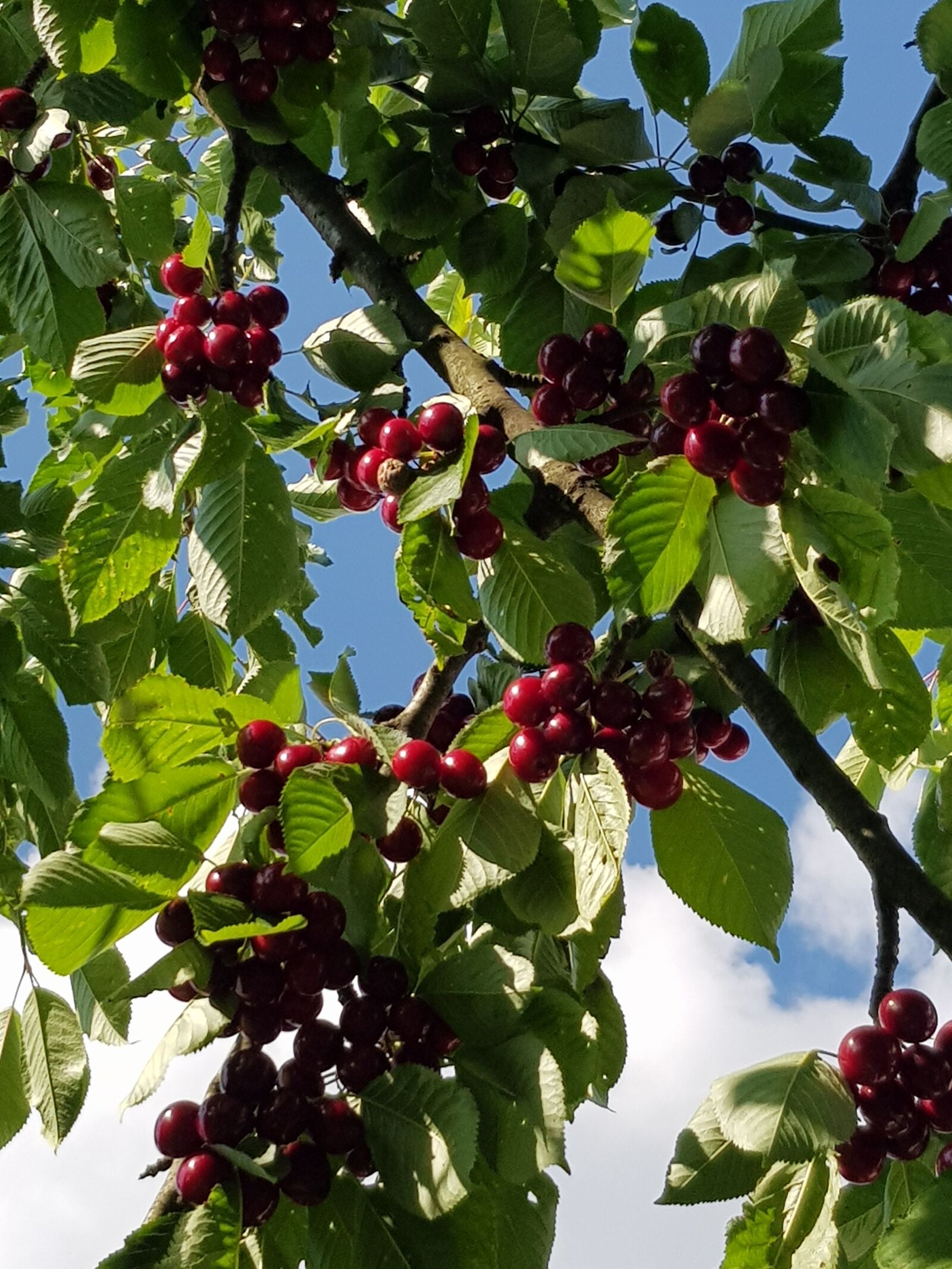 Samsung Galaxy S8 sample photo. Fruits, summer, cherry photography