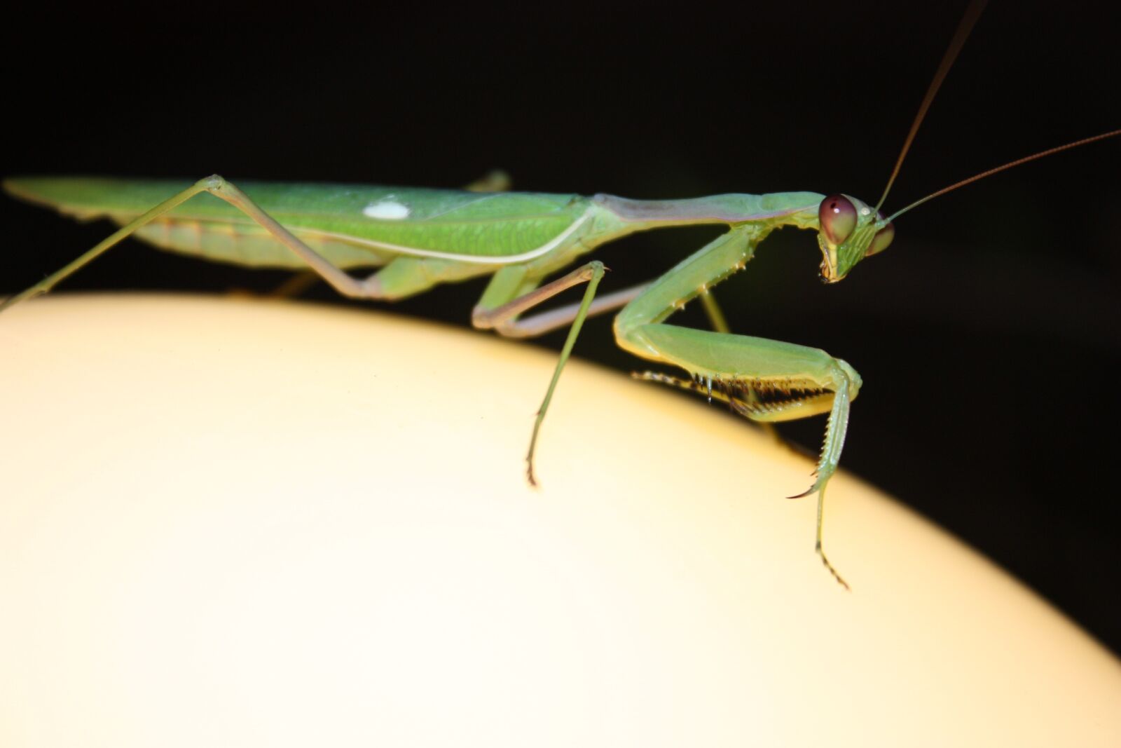 Canon EOS 450D (EOS Rebel XSi / EOS Kiss X2) sample photo. Praying, mantis photography