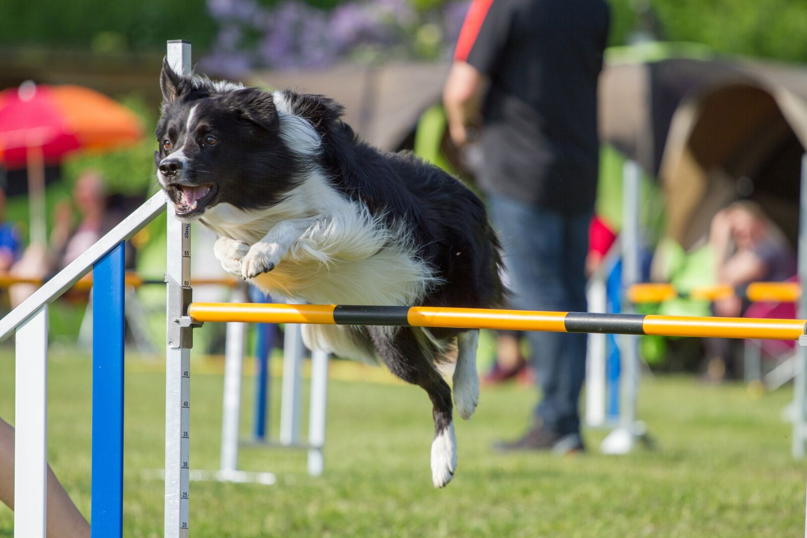 Canon EOS 7D + Canon EF 70-200mm F4L USM sample photo. Dogs, agility, border colly photography