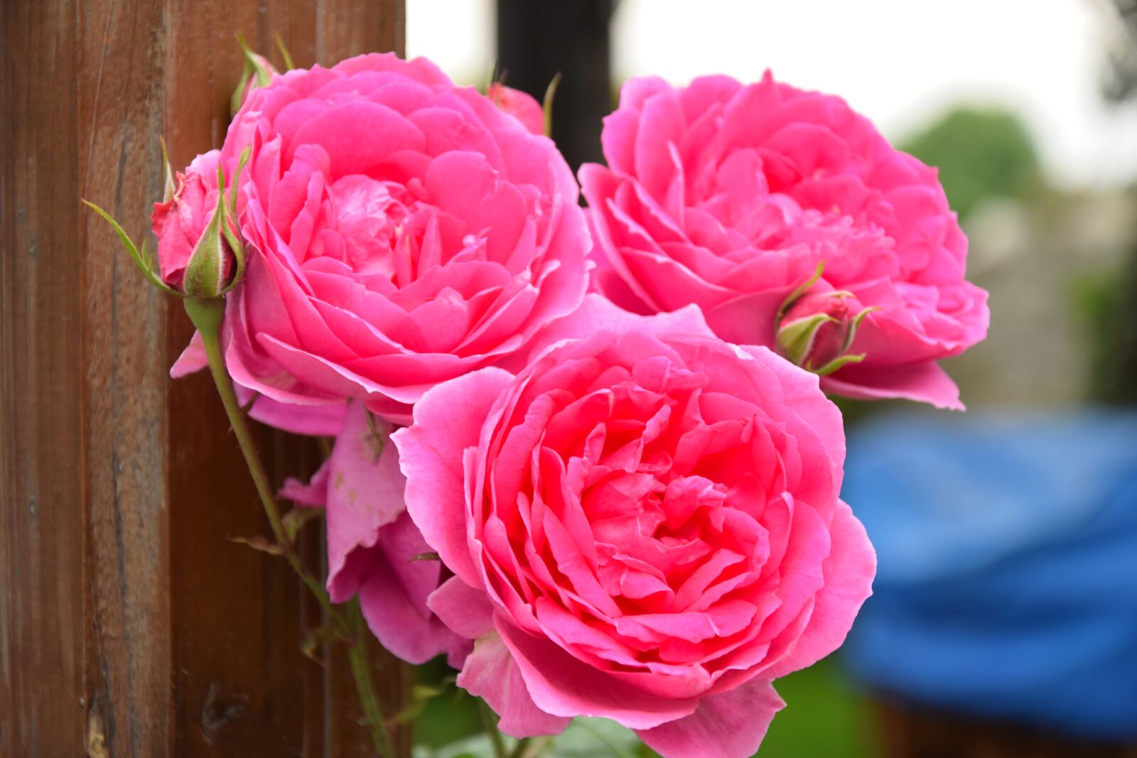 Nikon D3300 sample photo. Rose, flower, garden photography