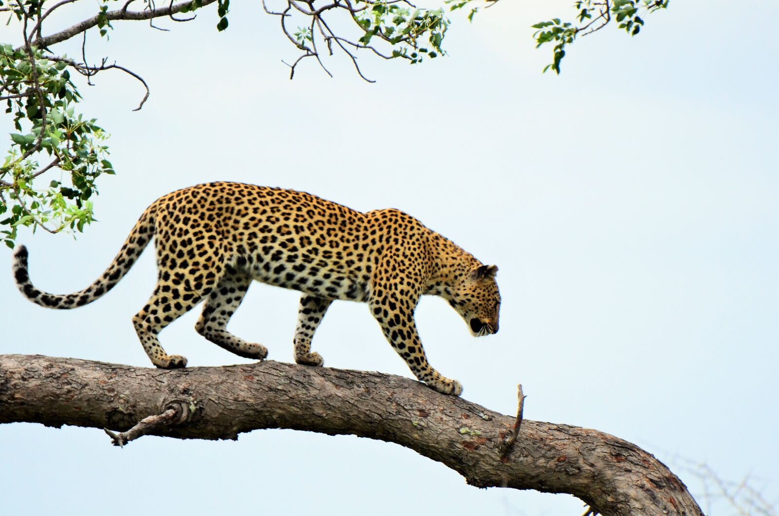 Nikon D7000 sample photo. Leopard, tree, nature photography