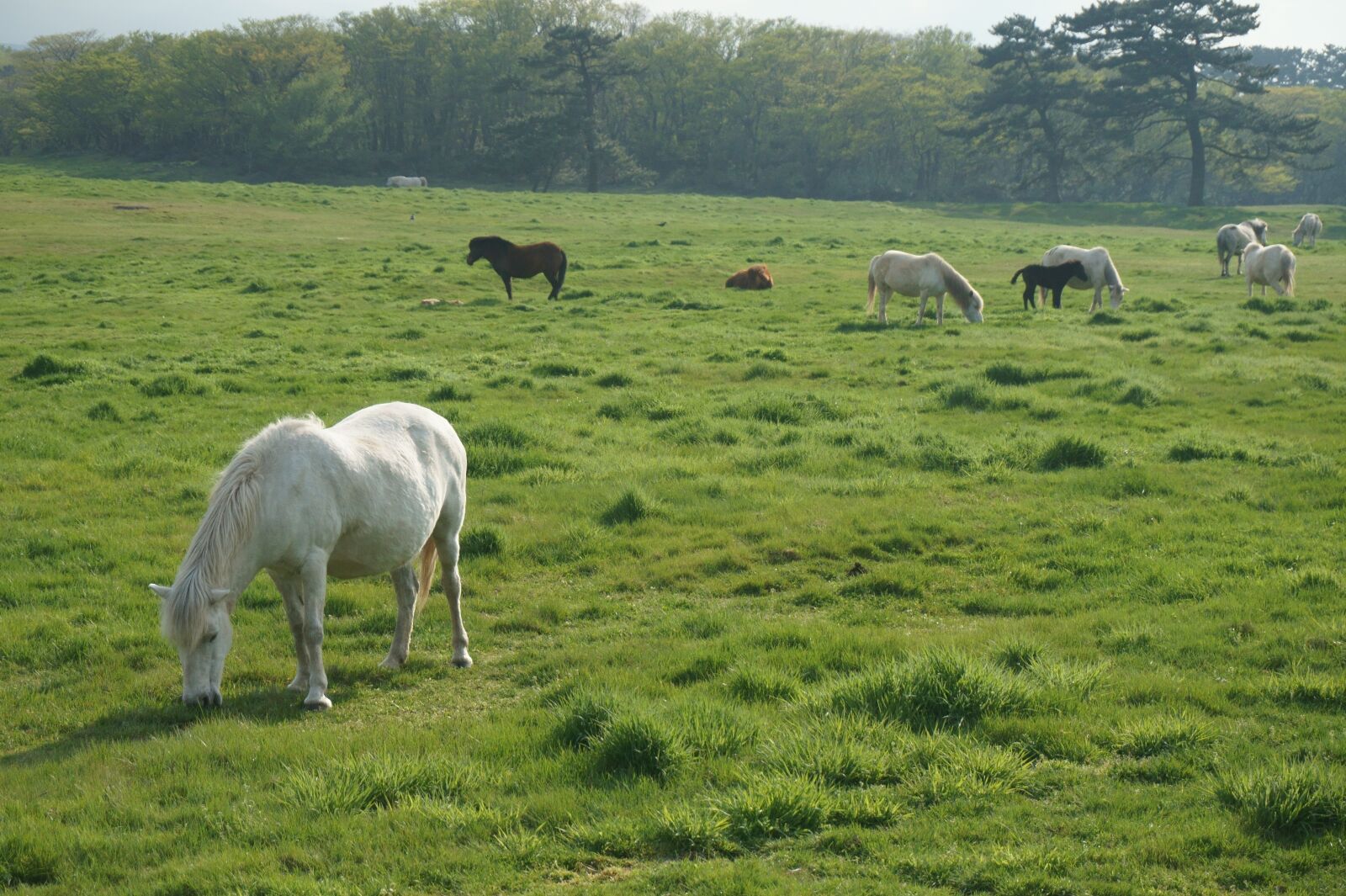 Sony Alpha a5000 (ILCE 5000) sample photo. Pony, horse, jeju photography